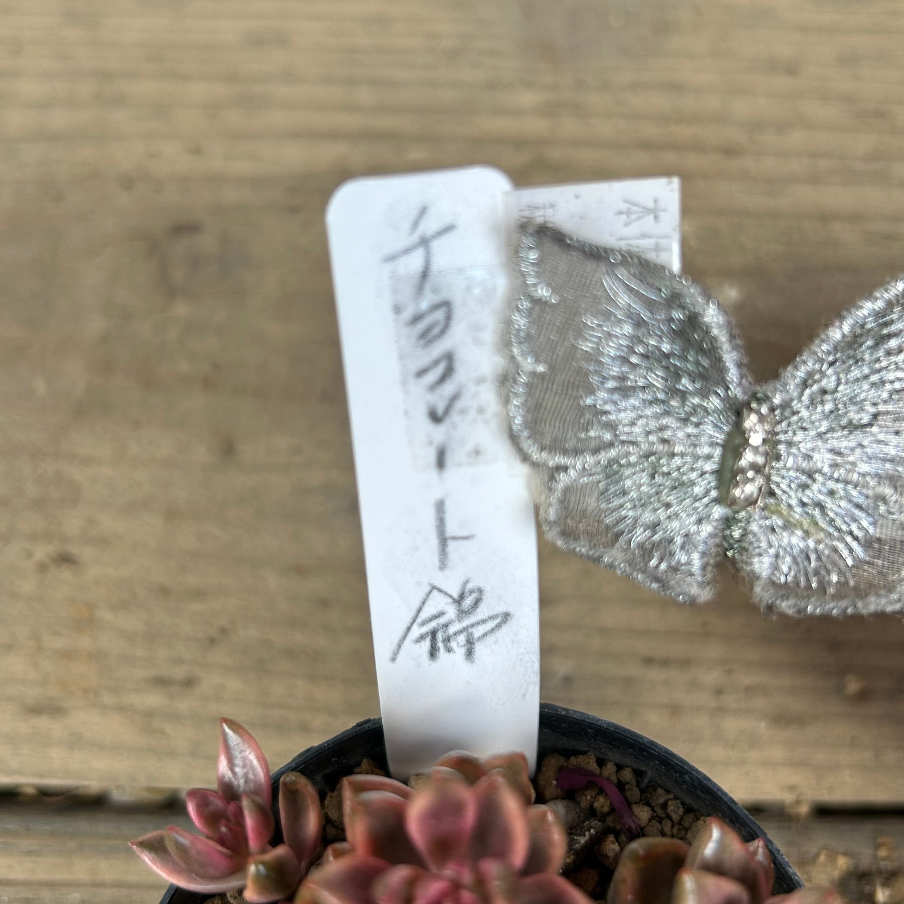 チョコレート錦　抜き苗 チョコレート錦 カット苗 多肉植物の通販 by 廉 shop｜ラクマ
