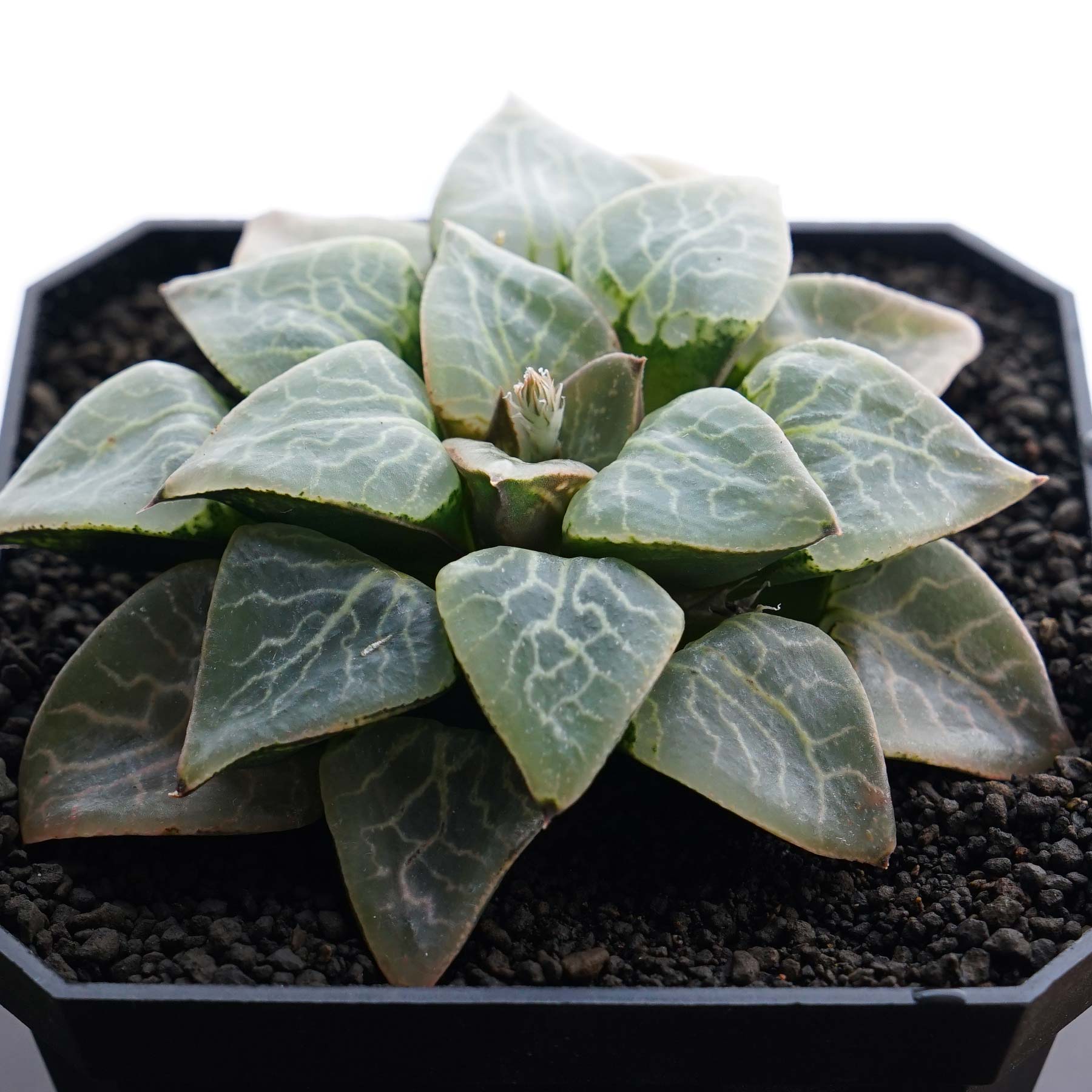 コレクタ錦実生ハオルチア