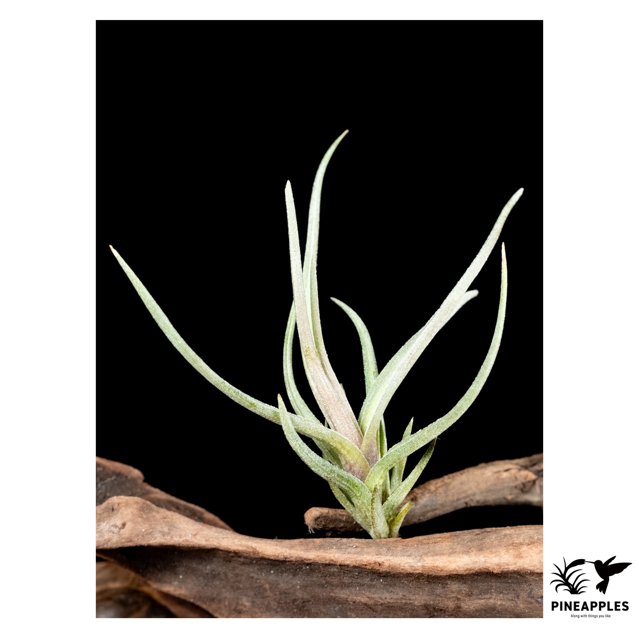 Tillandsia argentina (Magenta Flower) - 1