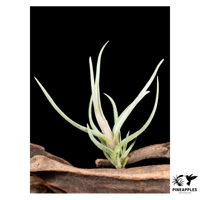 Tillandsia argentina (Magenta Flower)