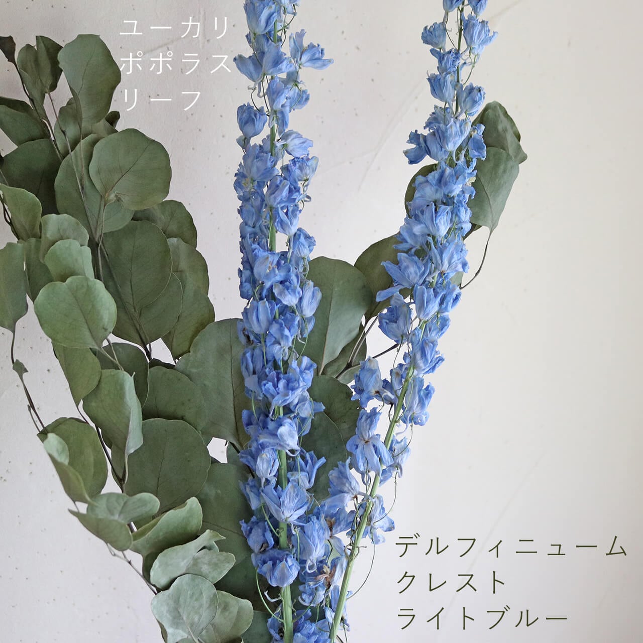 ユーカリ ポポラスリーフ/ドライフラワー | 富良野 花七曜 | ドライ