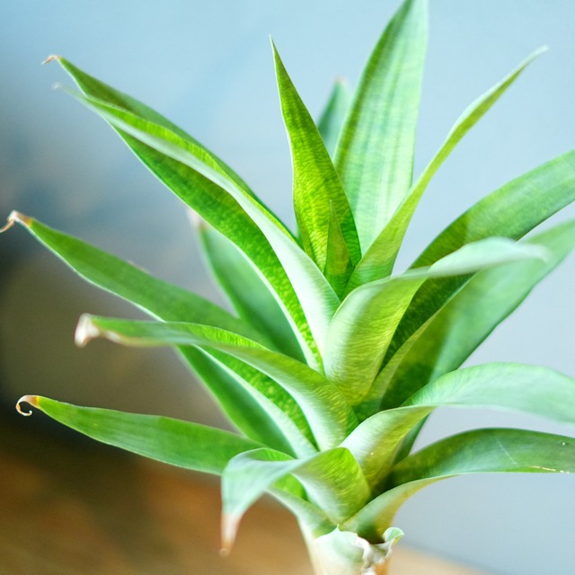 フリーセア オスピナエ 器セットB