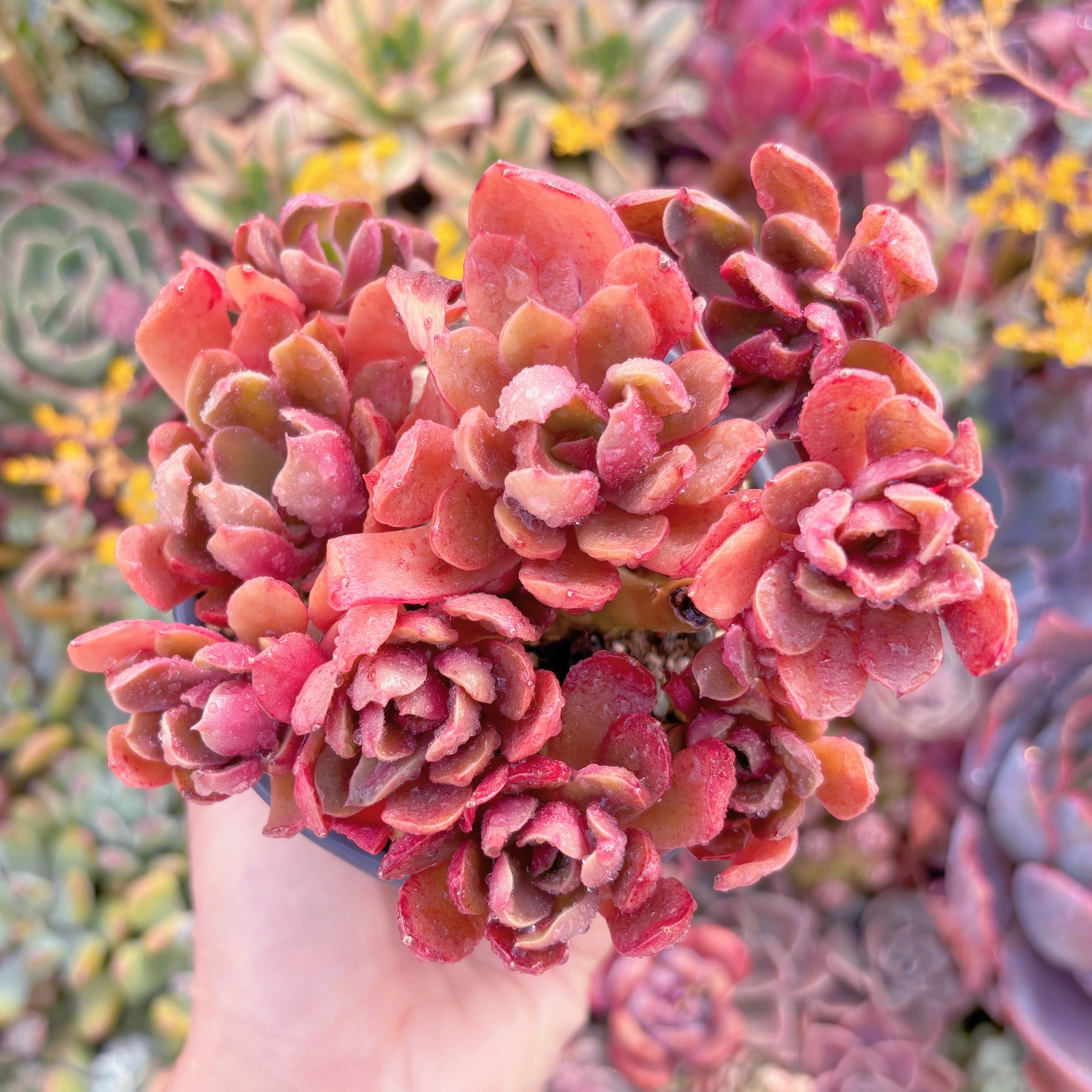 現品　緋紅の翼#M114　るる農園