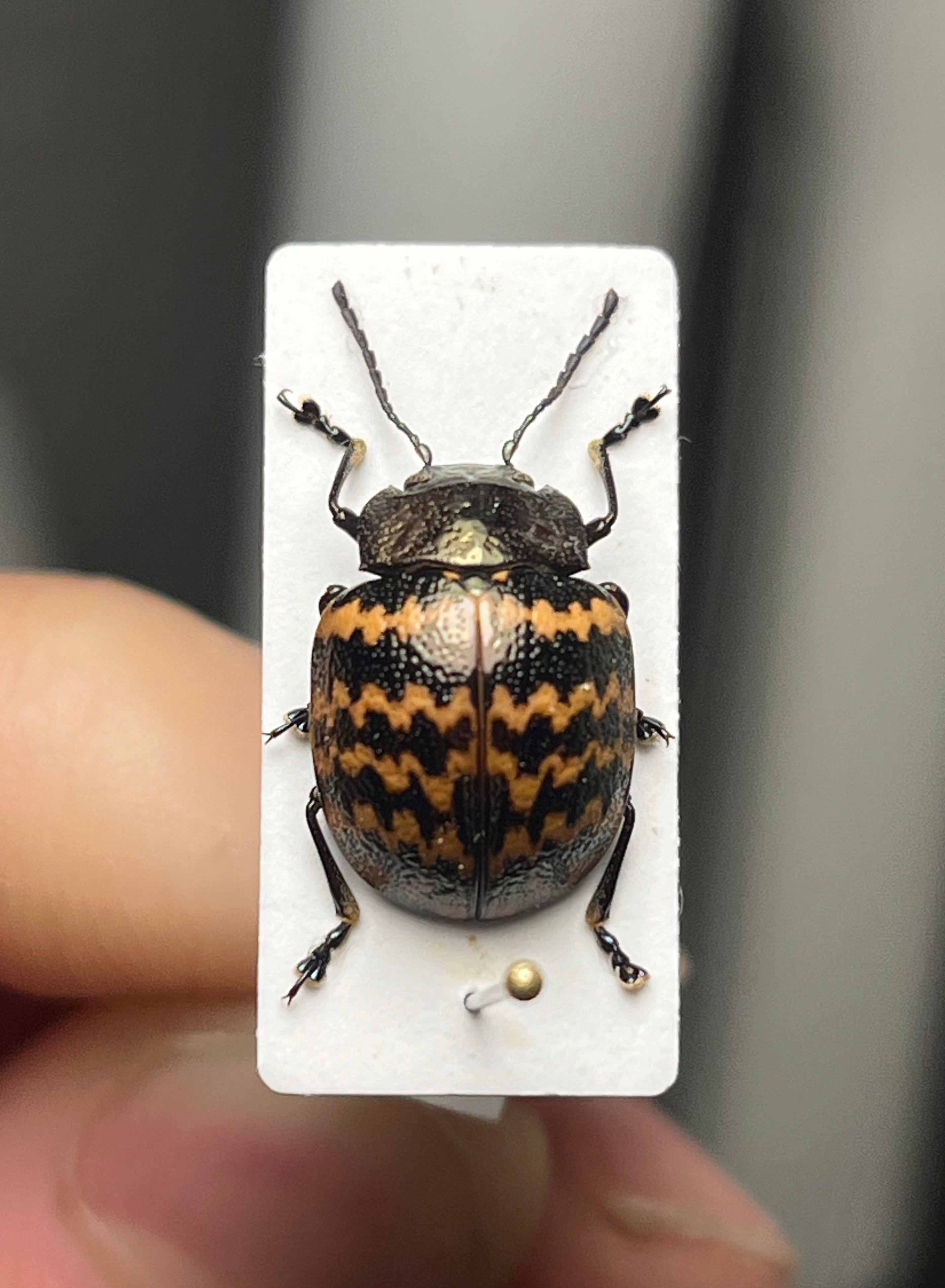 極美展足】オウサマヘリカメムシに酷似のカメムシ サシガメ甲虫昆虫