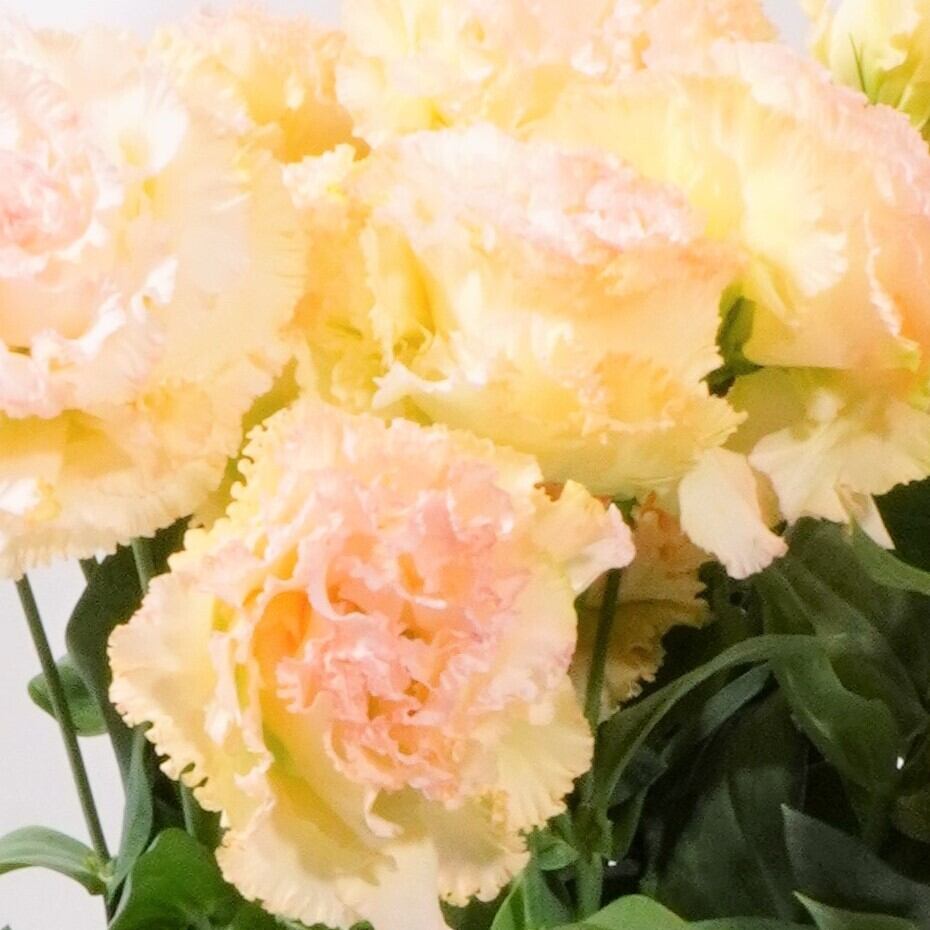 トルコキキョウ Nfマンゴー 5本 送料込 よいはな Yoihana 最高品質のお花をお届けするネット通販