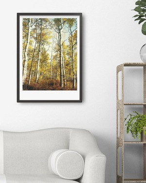 アートポスター /  Birch forest no.1  eb159