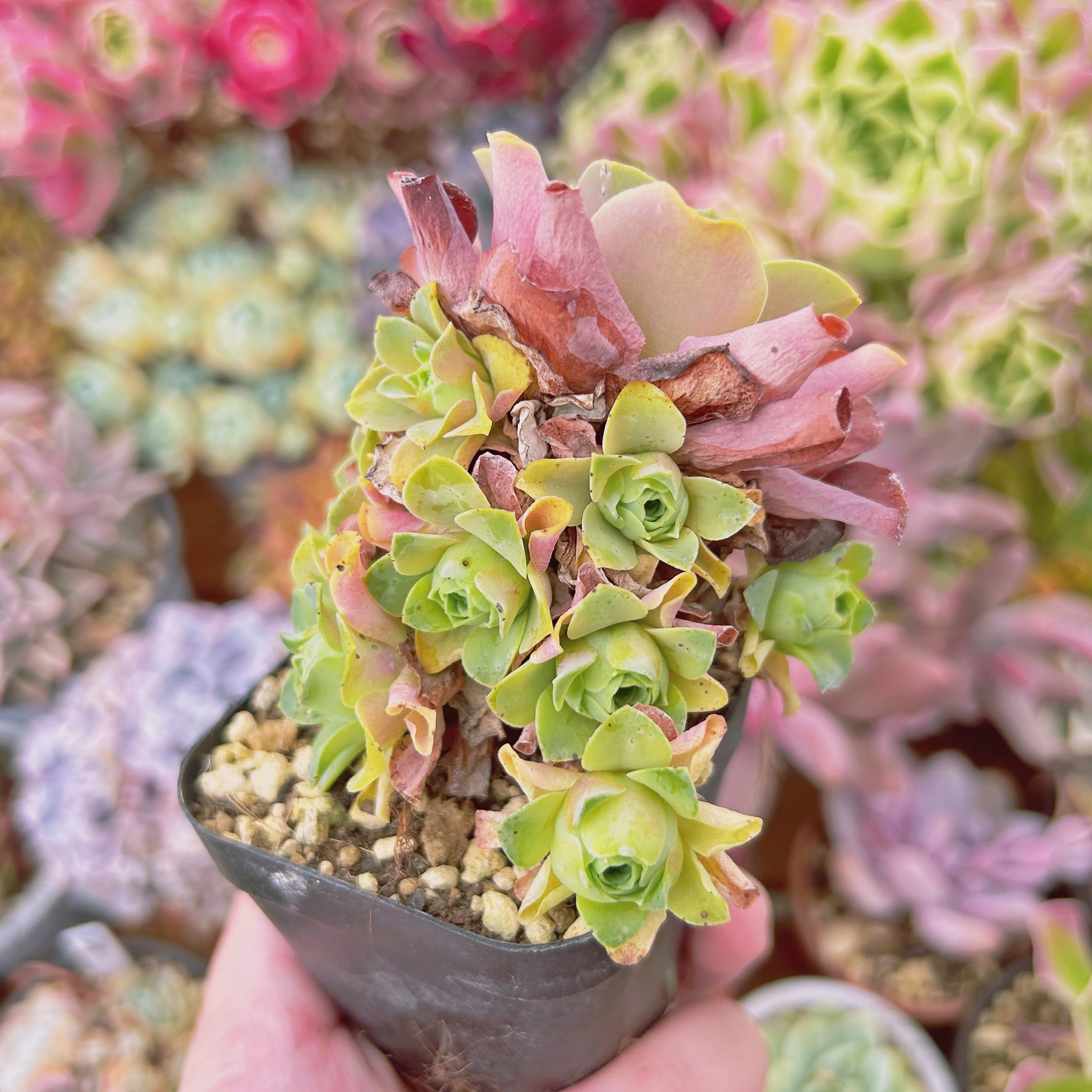 076現物 多肉植物 グリーノビア 酒神 抜き苗 | るる農園~多肉植物専門