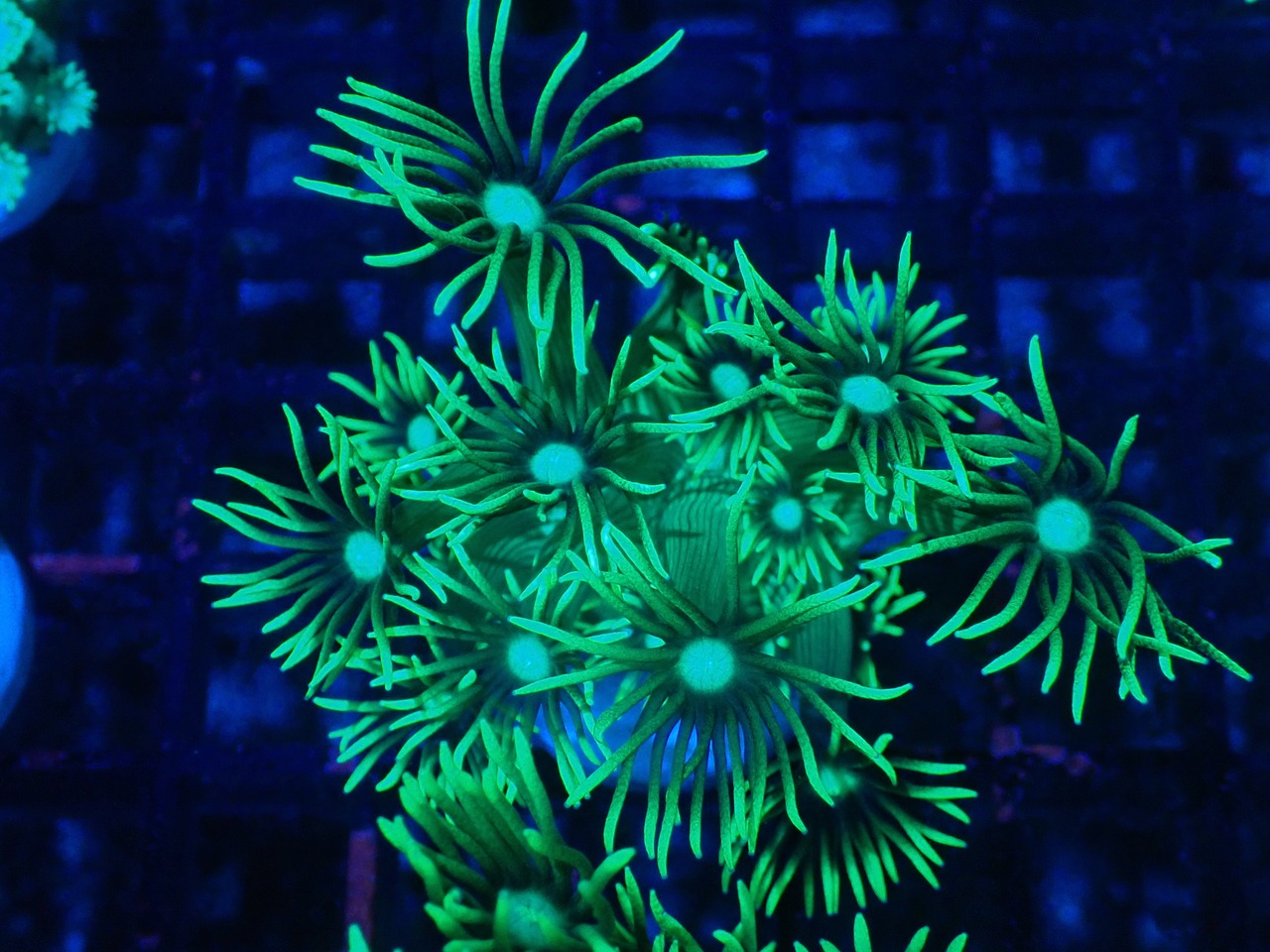Goniopora Toxic FromAustralia 2