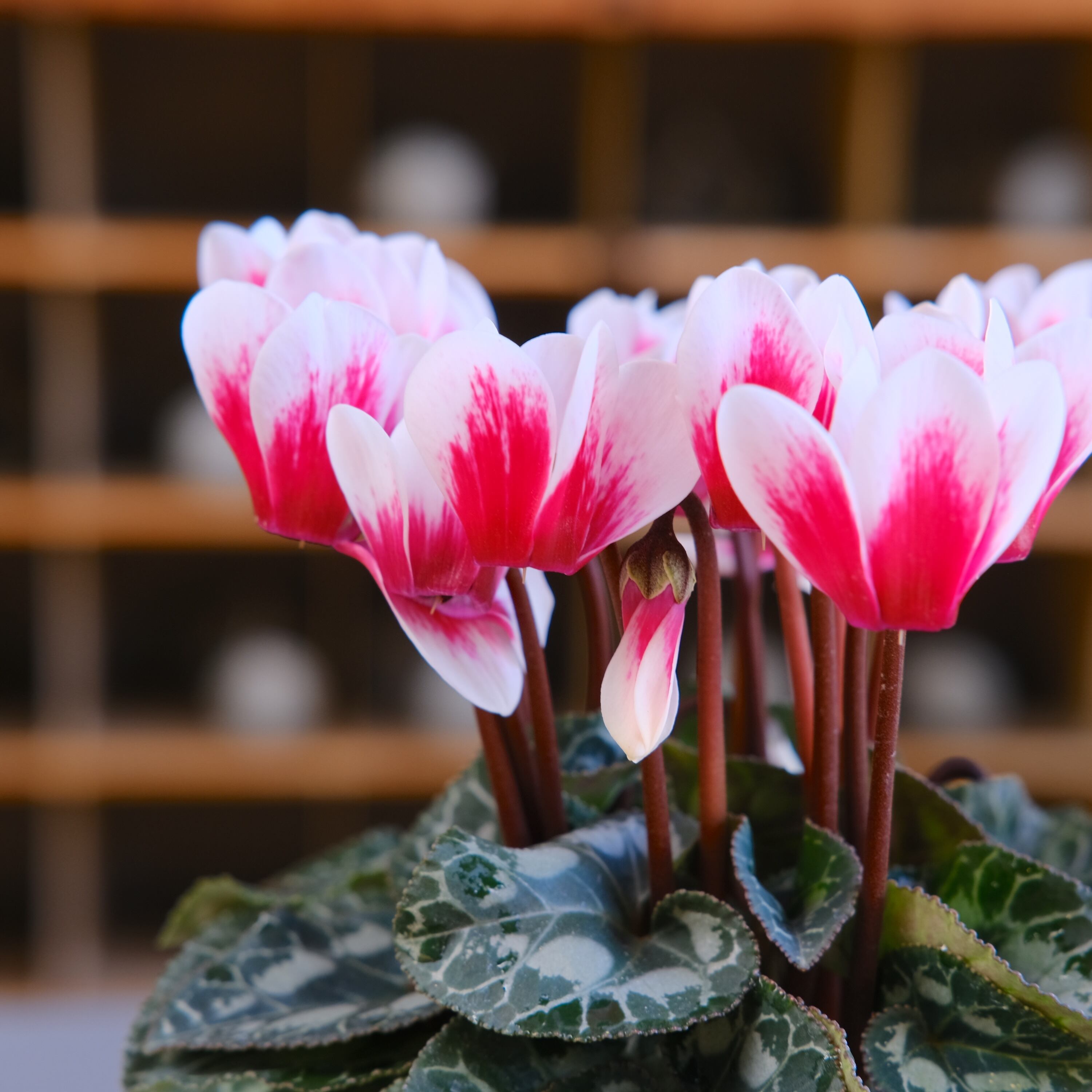 シクラメン ガーデンシクラメン《 シャインレッド 》軽井沢育ち 3号鉢 | グリーン