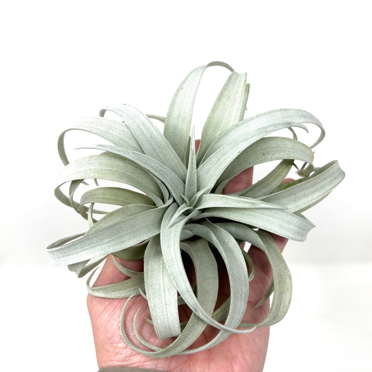 チランジア　カピタータ　イエロースター【979】