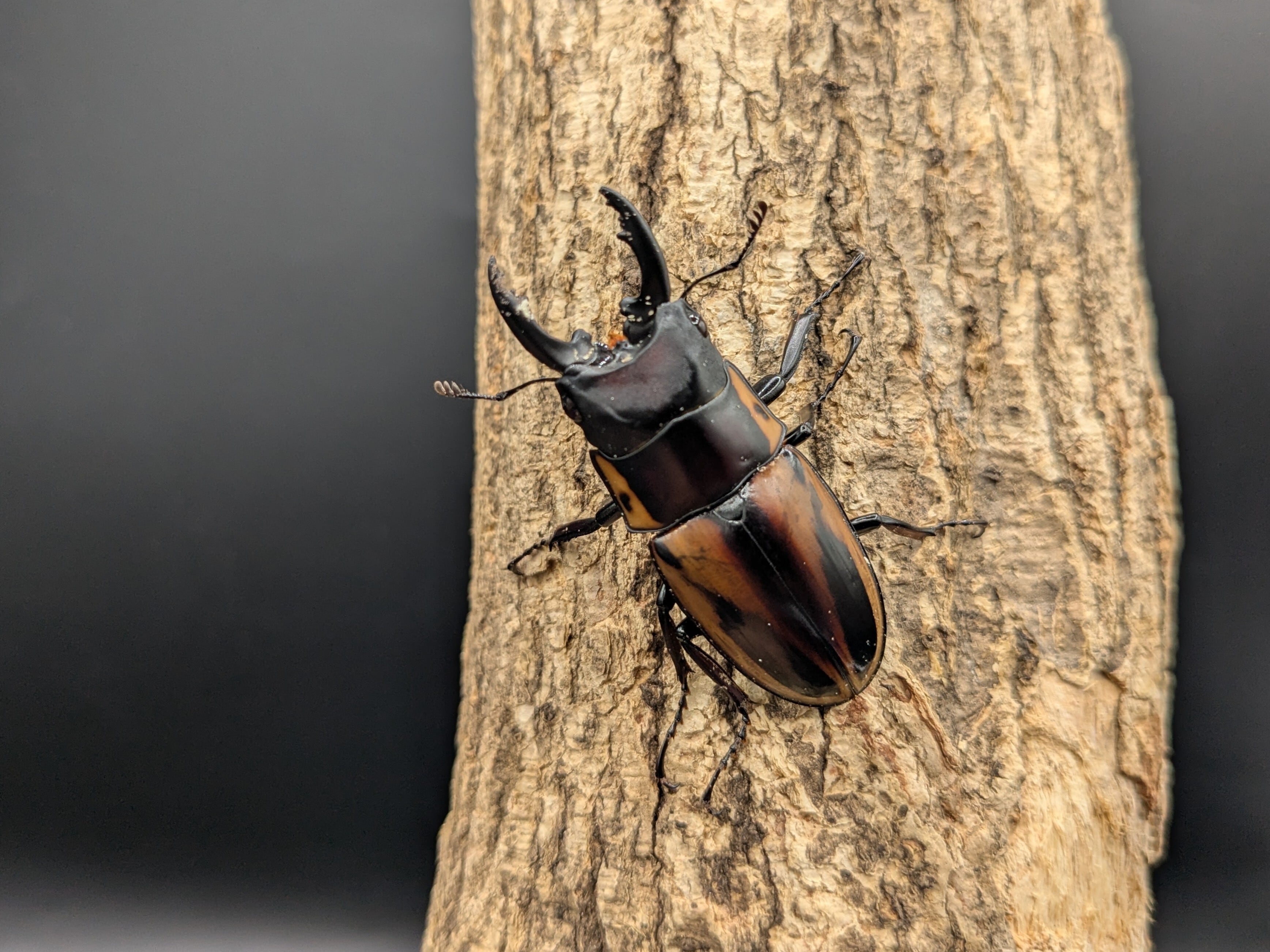 WDファブリースノコギリ ♂50mm♀27mm