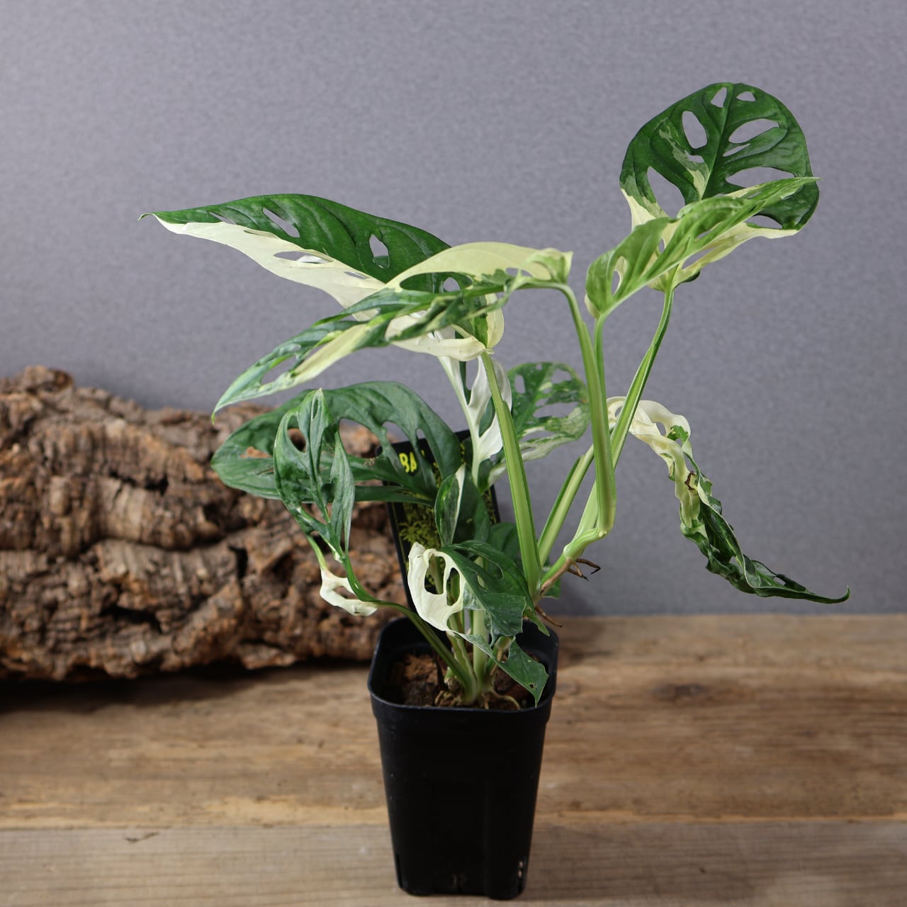 DAGNA Villain　acq 植木鉢 ALL ITEM | MARX PLANTS | 観葉植物・多肉植物・塊根植物