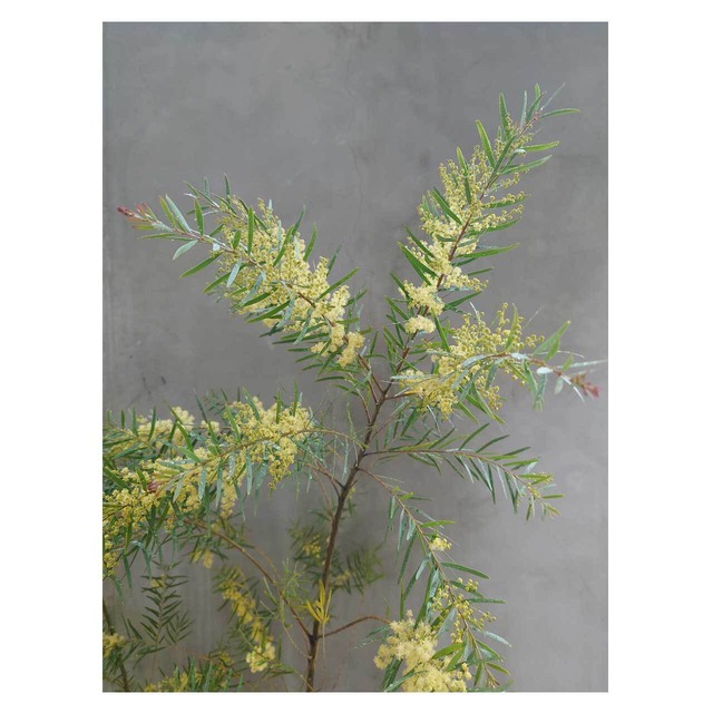Acacia brisbane（fimbriata）