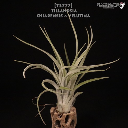 【送料無料】chiapensis × velutina〔エアプランツ〕現品発送T3777