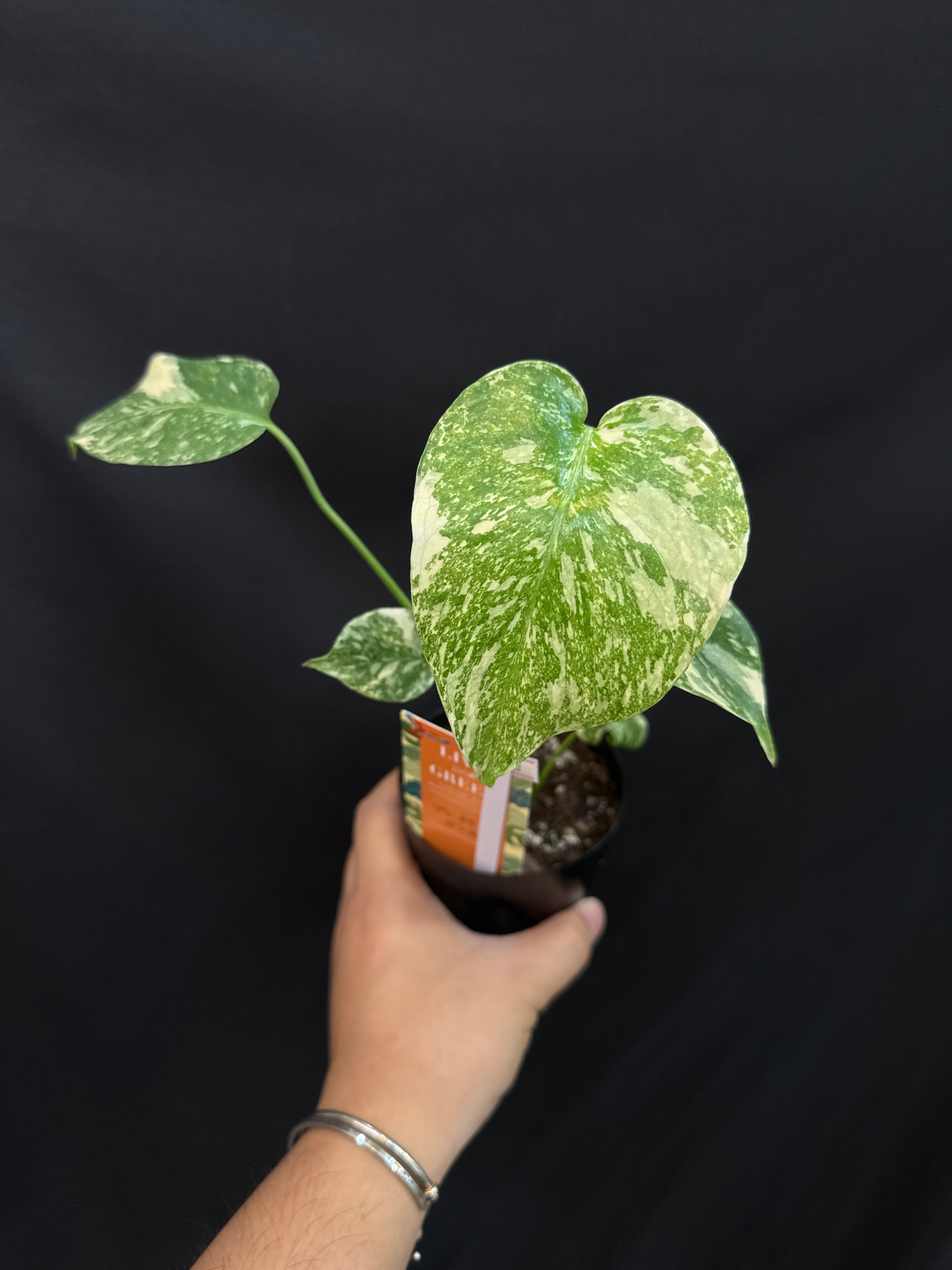 B (U.J.)アロカシア メロ albo variegated | Gardenえん 【観葉熱帯植物】
