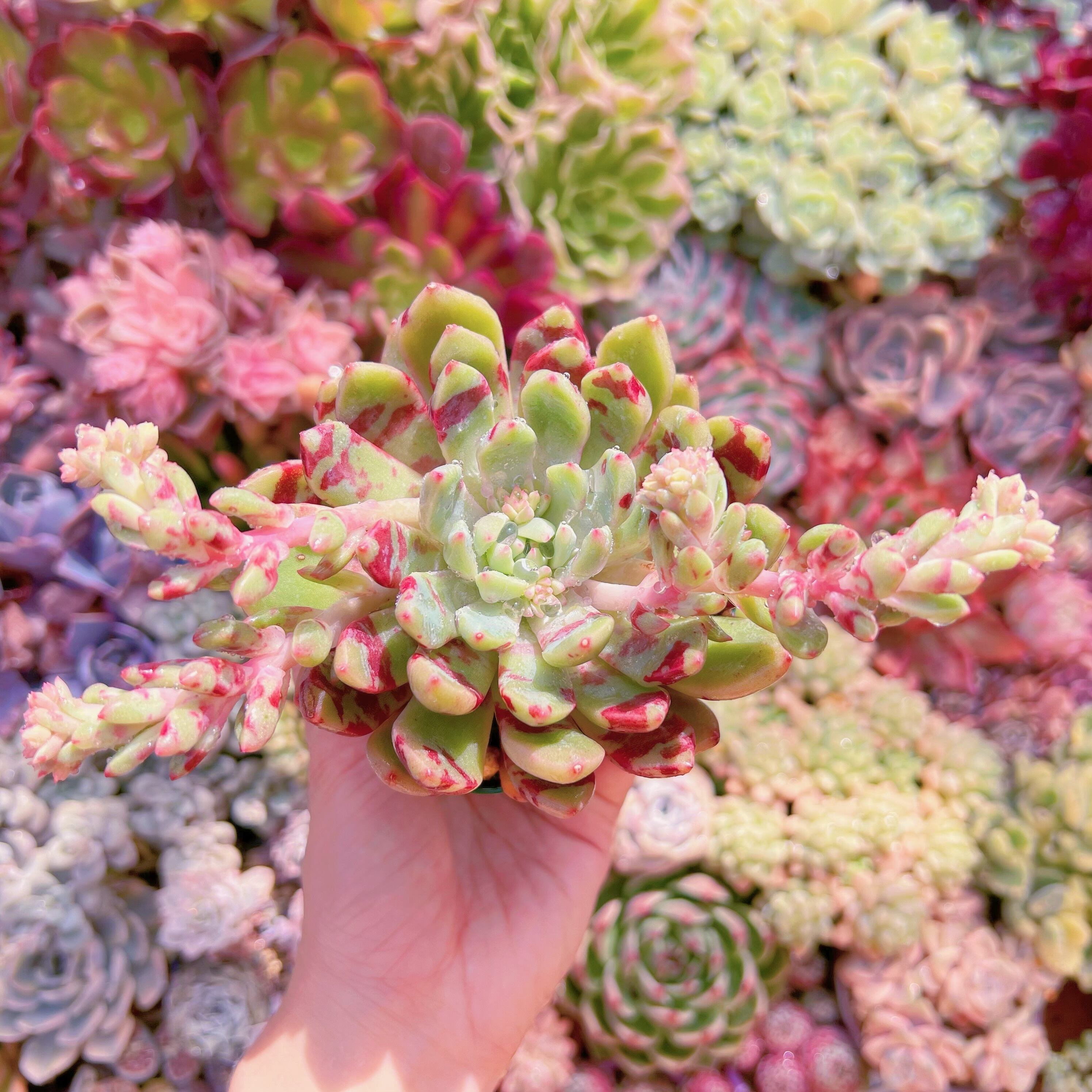 現品　ブラッドスワロー#709　るる農園