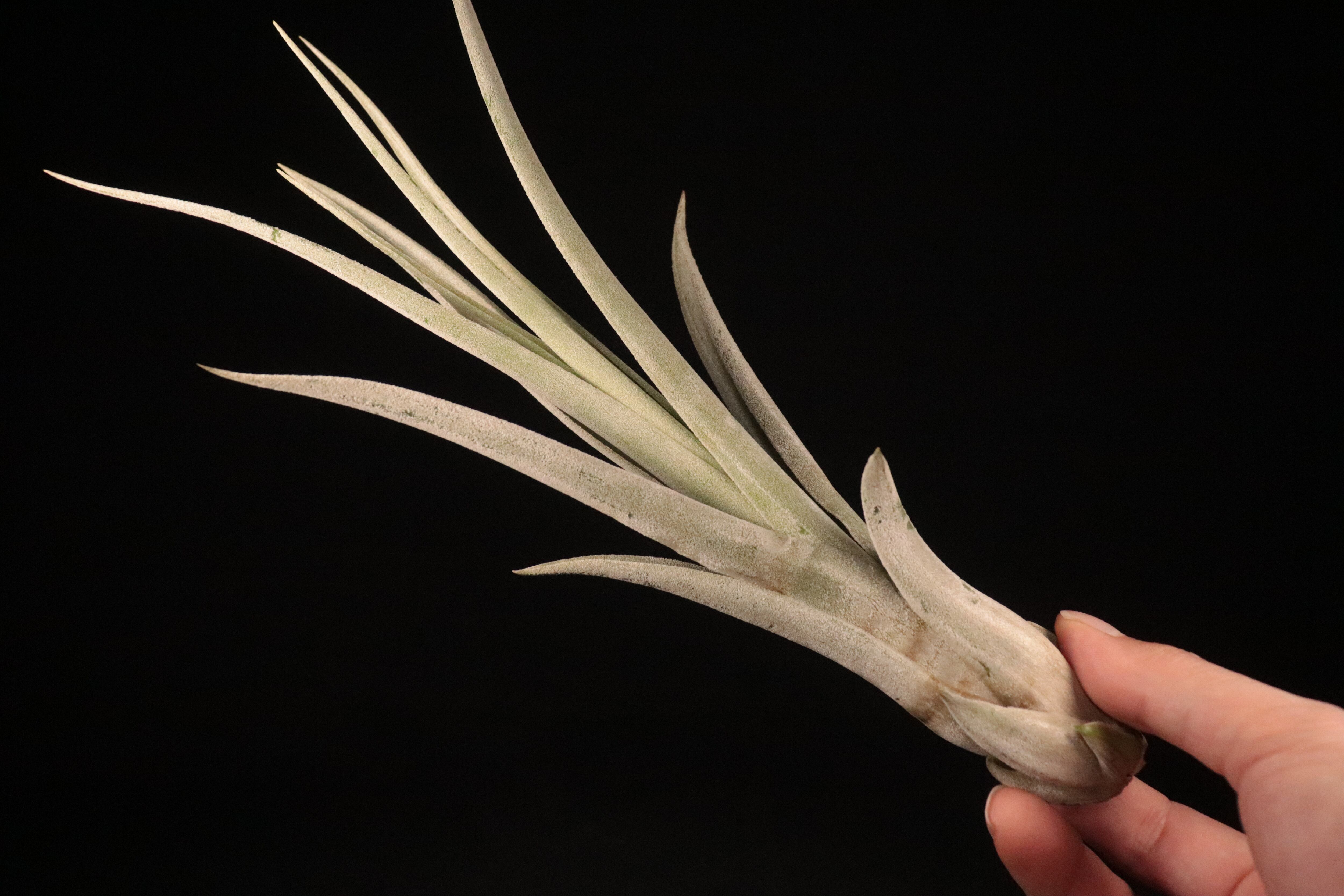 Tillandsia Bea Correale 速達発送 10fc8e76737ea5233701c28dcc6385