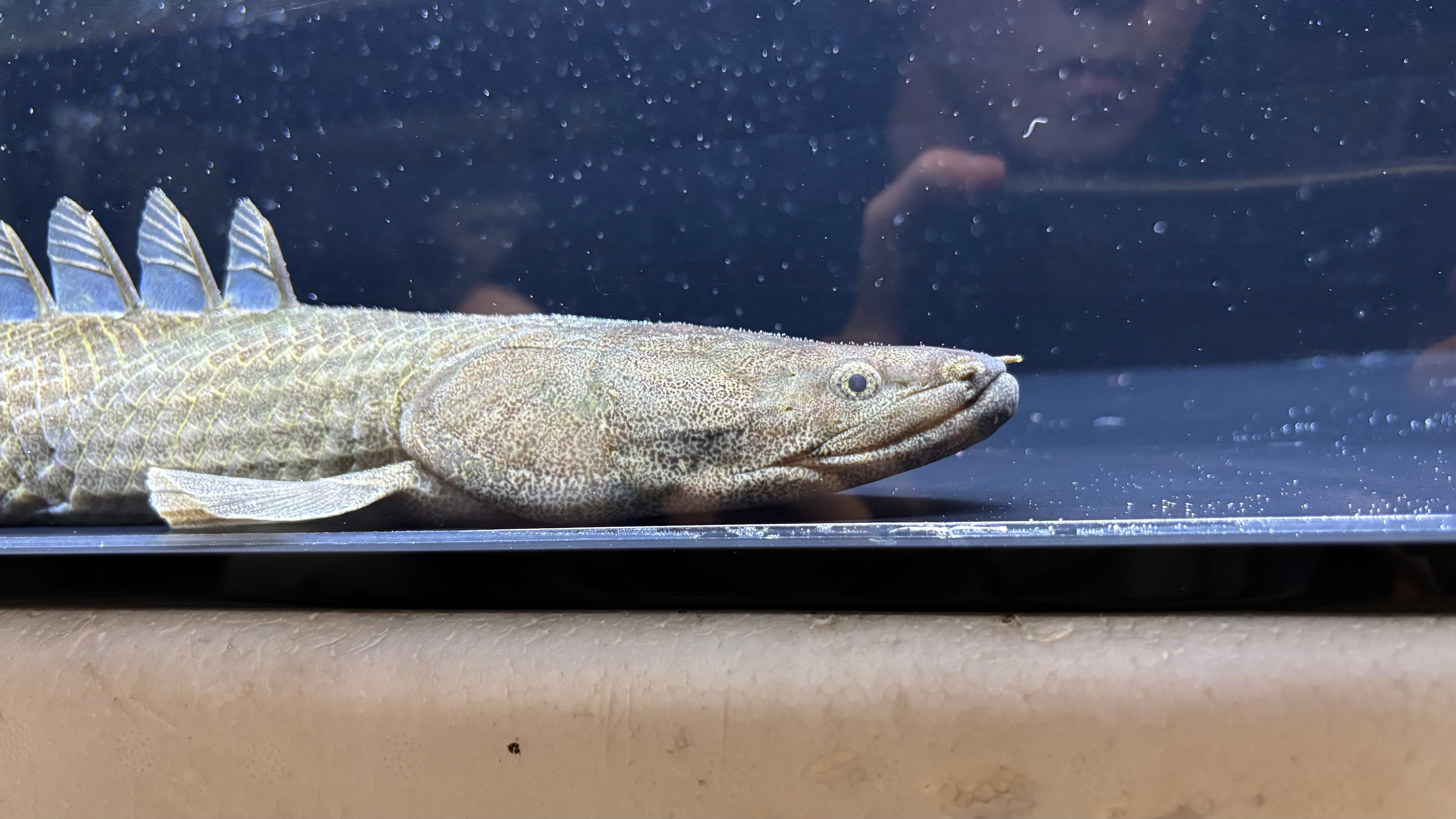 エンドリケリー | アフリカ熱帯魚専門店わいるどもん