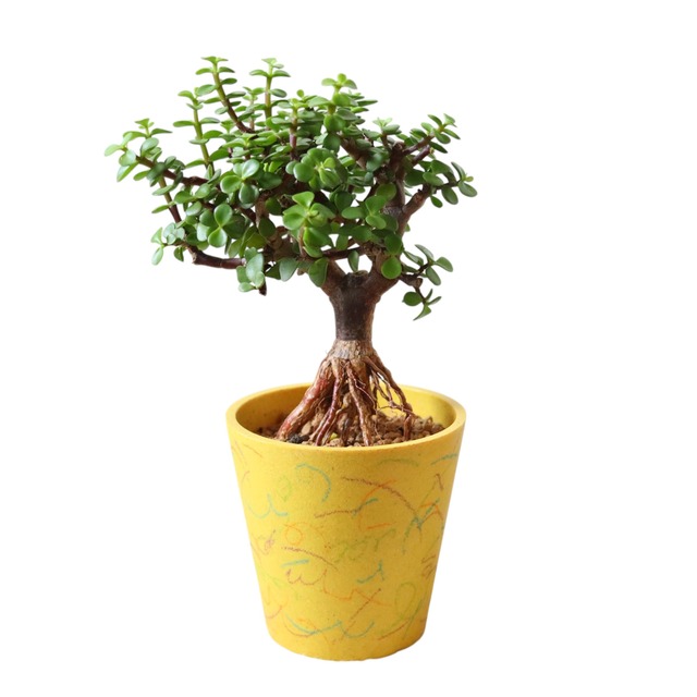 ポーチュラカリア アフラ（35cm）