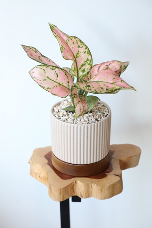 【S】アグラオネマ レディバレンタイン/Aglaonema ※陶器鉢付き