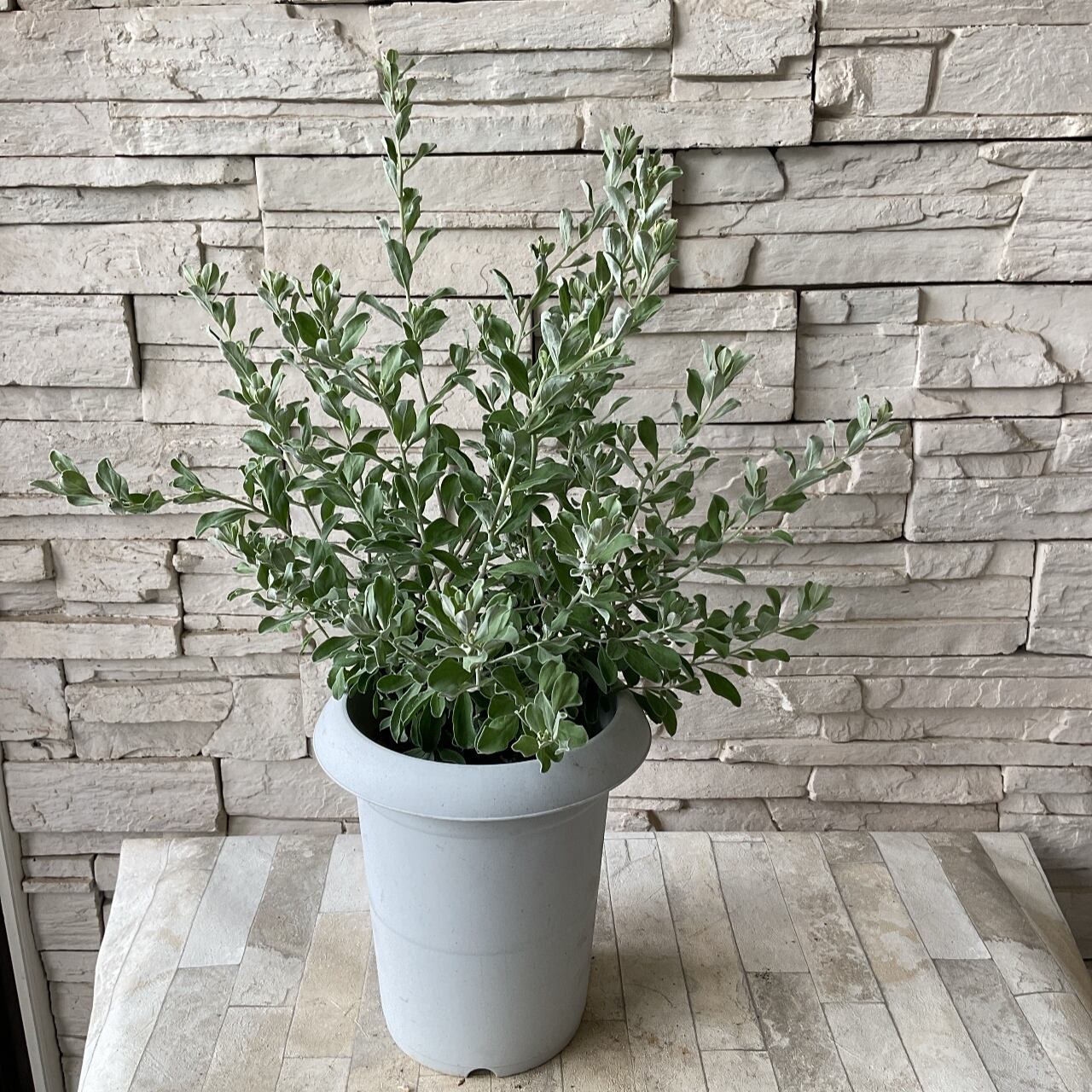 レウコフィルム 7寸鉢 橋本種苗園