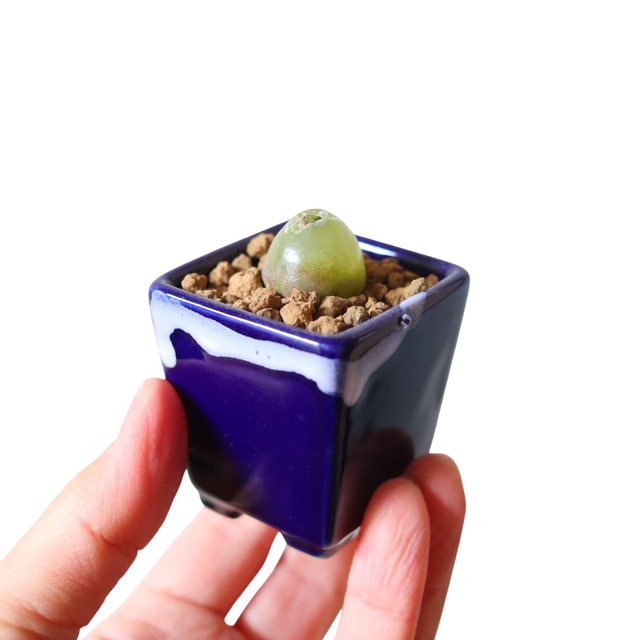 コノフィツム ブルゲリ（花）