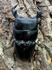 【WD】特大極太《ダイオウヒラタ 東ジャワ産 85mm ペア》