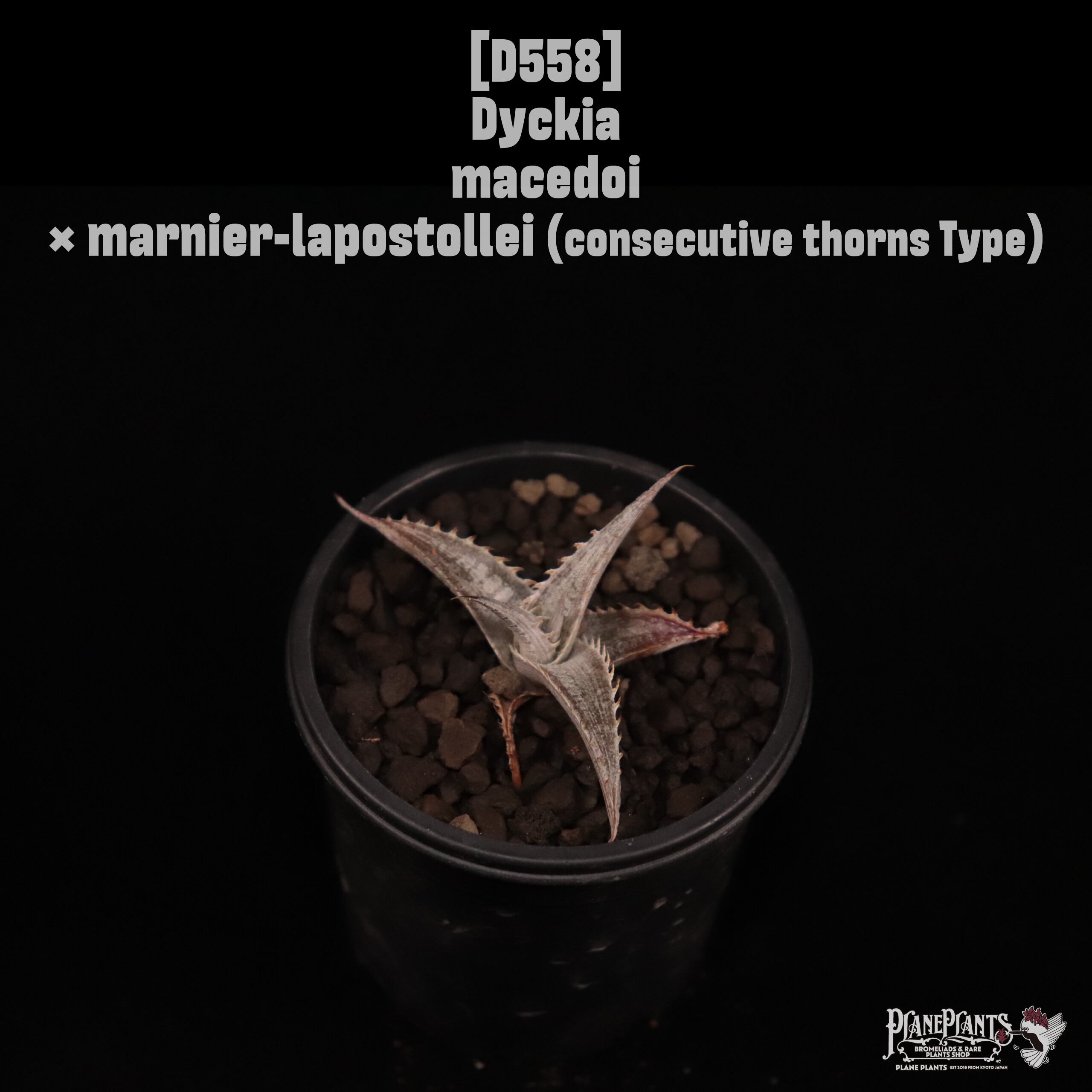 【送料無料】Dyckia macedoi × marnier-lapostollei(連棘タイプ)〔ディッキア〕現品発送D558