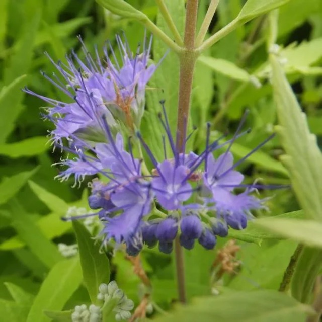 カリオプテリス 'ウォーセスターゴールド'（カリガネソウ）