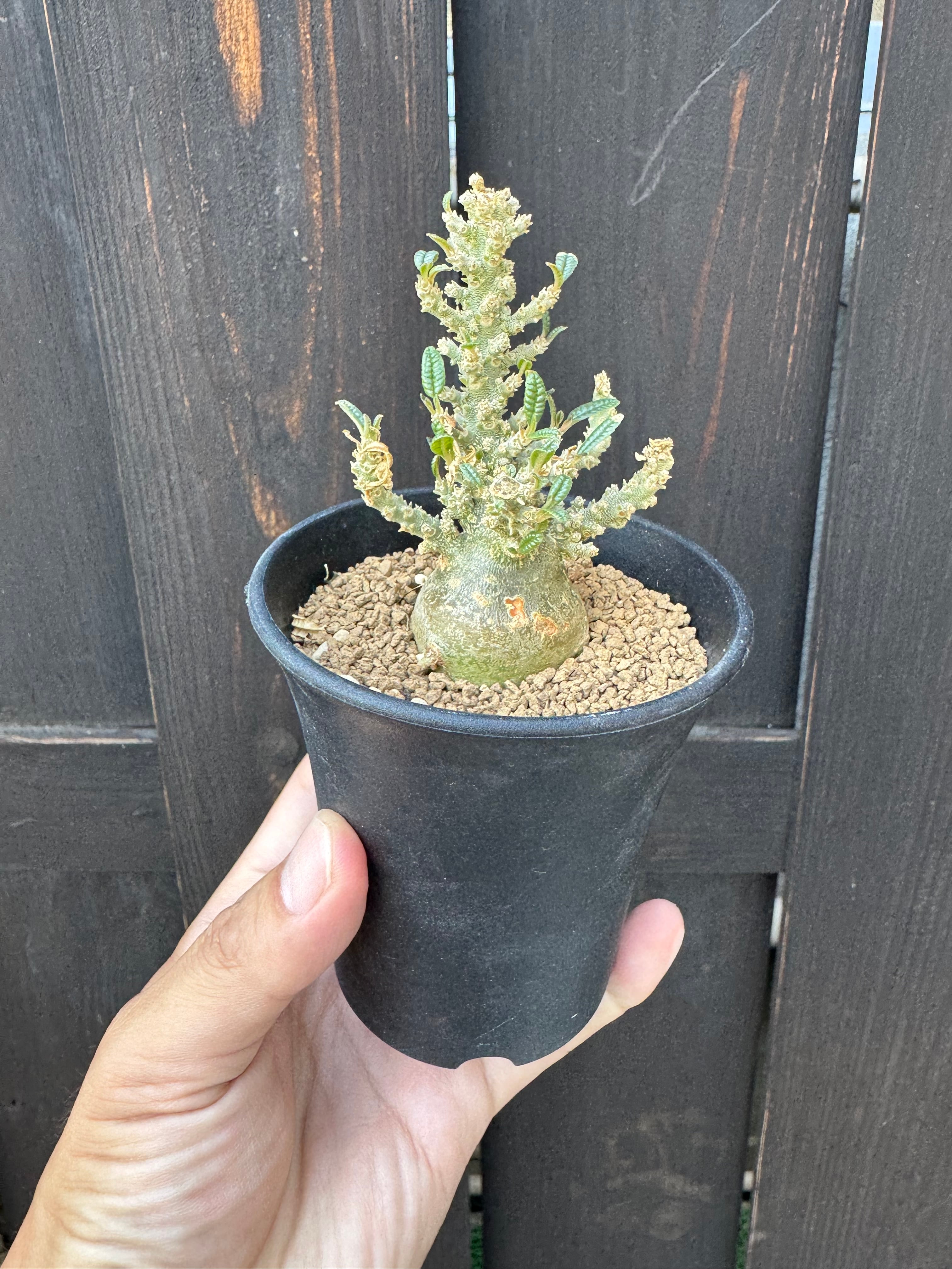 極上品】Dorstenia gigas f. bullata 【ぷっくり小さなギガスの最高峰
