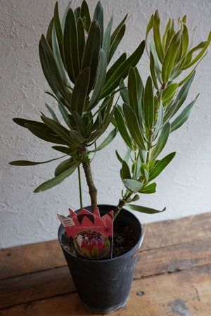 プロテア オーストラリスルビー⑥(1F)