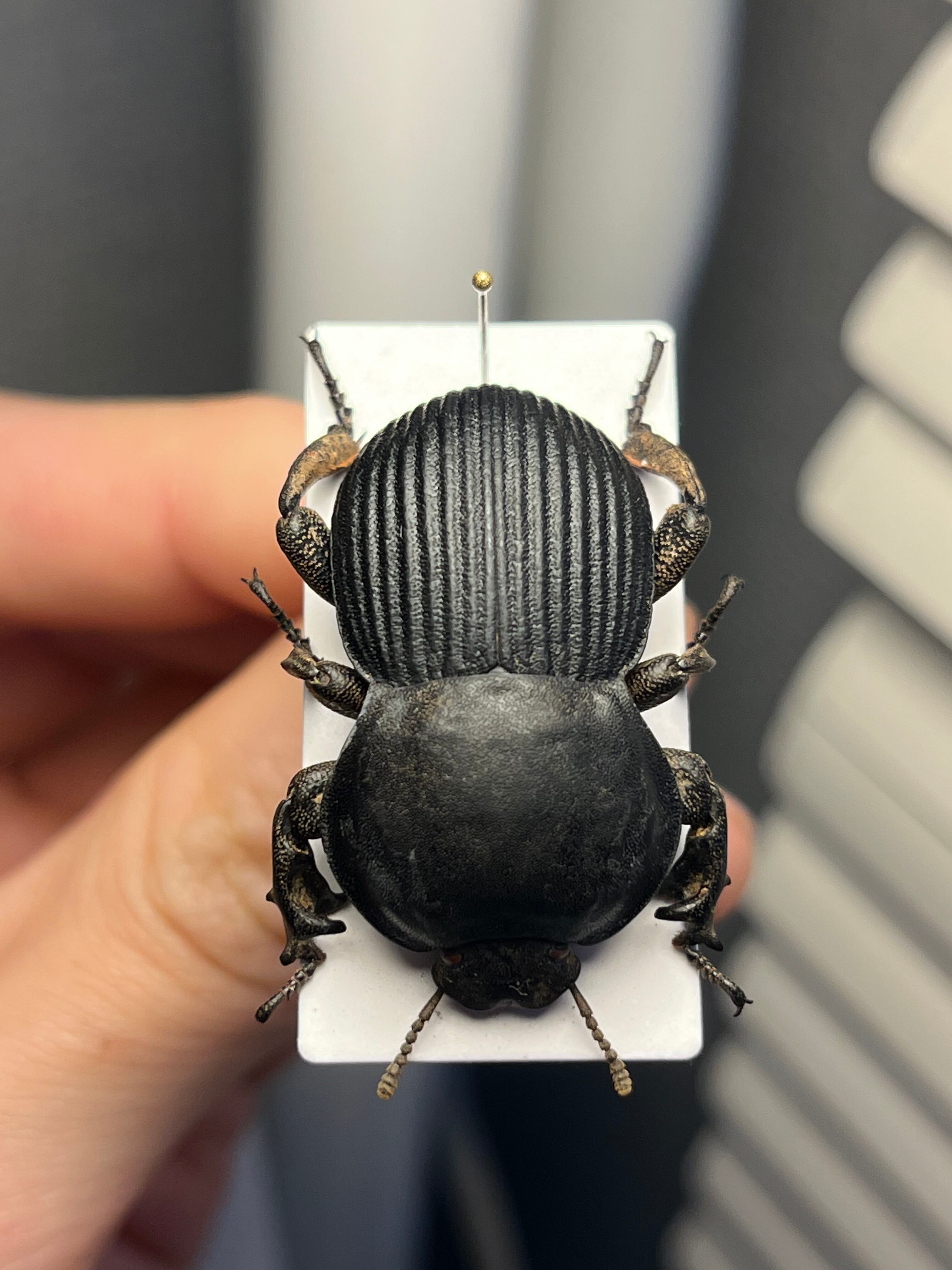 【象虫標本】マッシブなゾウゴミムシダマシ elephas ゾウムシカミキリ 象虫標本】マッシブなゾウゴミムシダマシAnomalipus elephas ゾウムシ