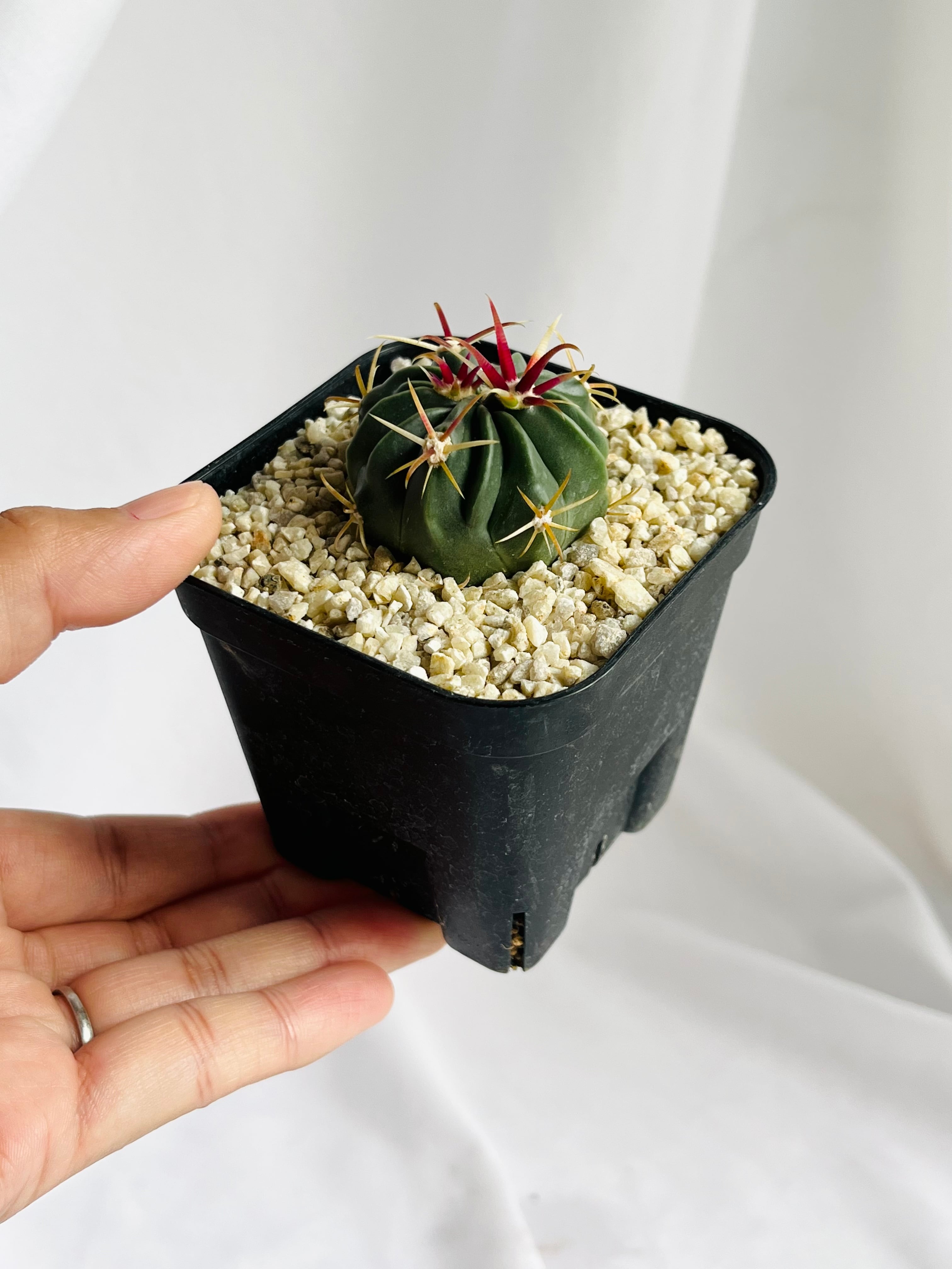 Ferocactus latispinus フェロカクタス 日の出丸 サボテン | plants