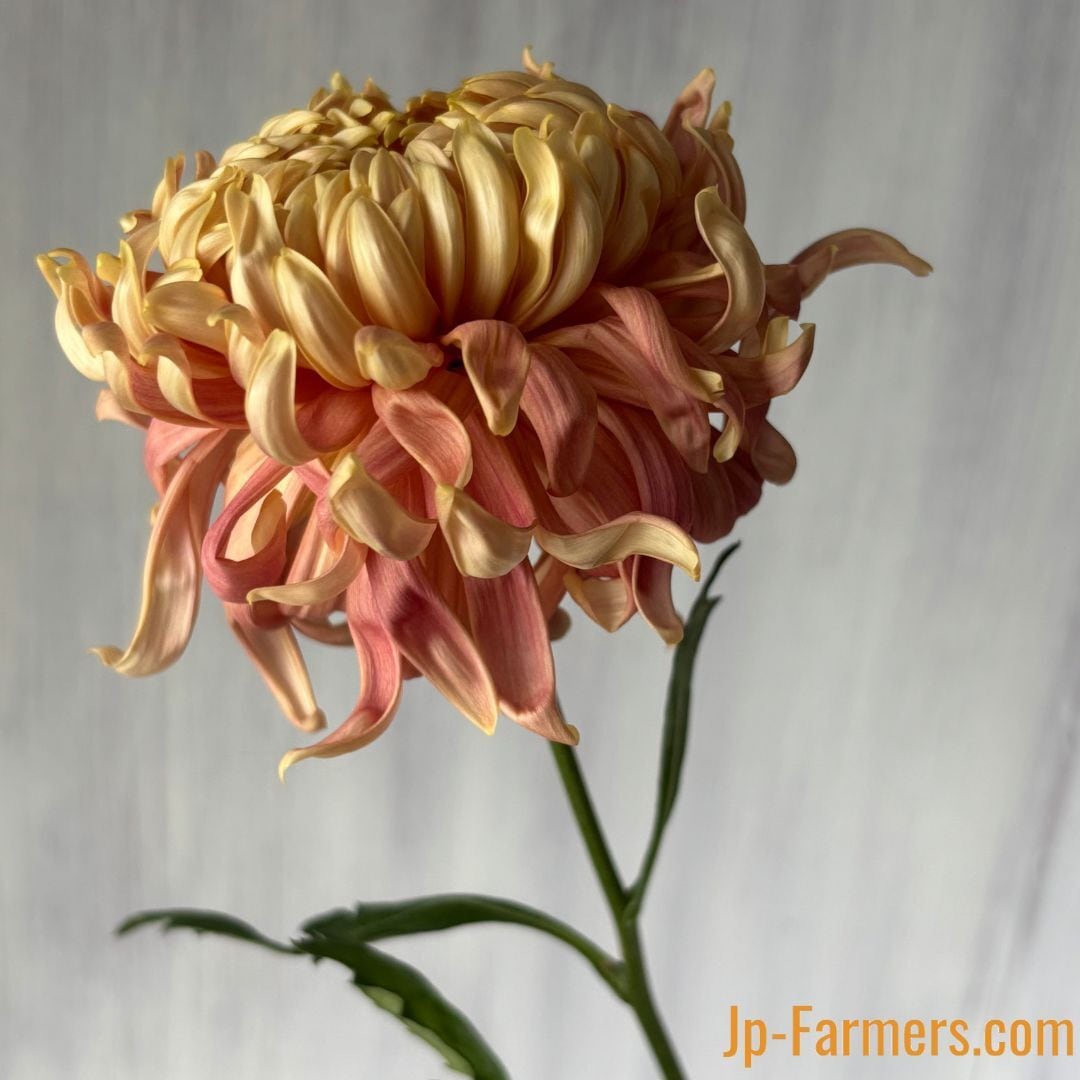 絵になる菊 セイマノアサーモン 10本 愛知県 | 新鮮お花問屋 Jp