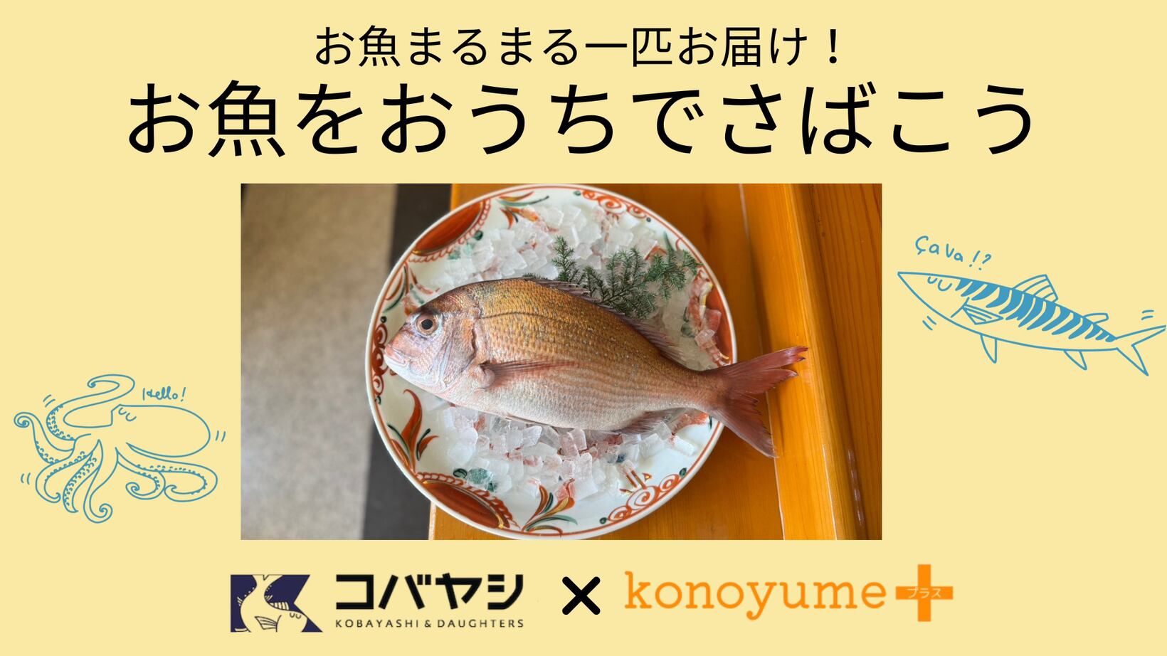 【※1月24日お届け】コノユメプラス新年特別企画 2026年おめで鯛!?捌きセット★☆★