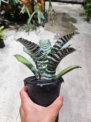 Aechmea chantinii Dark Horse 【artPLANTs/PLANTSGARAGE 】タンクブロメリア#エクメア