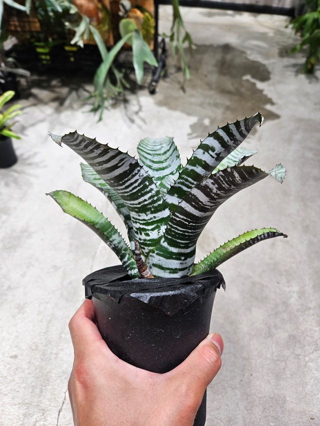Aechmea chantinii Dark Horse 【artPLANTs/PLANTSGARAGE 】タンクブロメリア#エクメア
