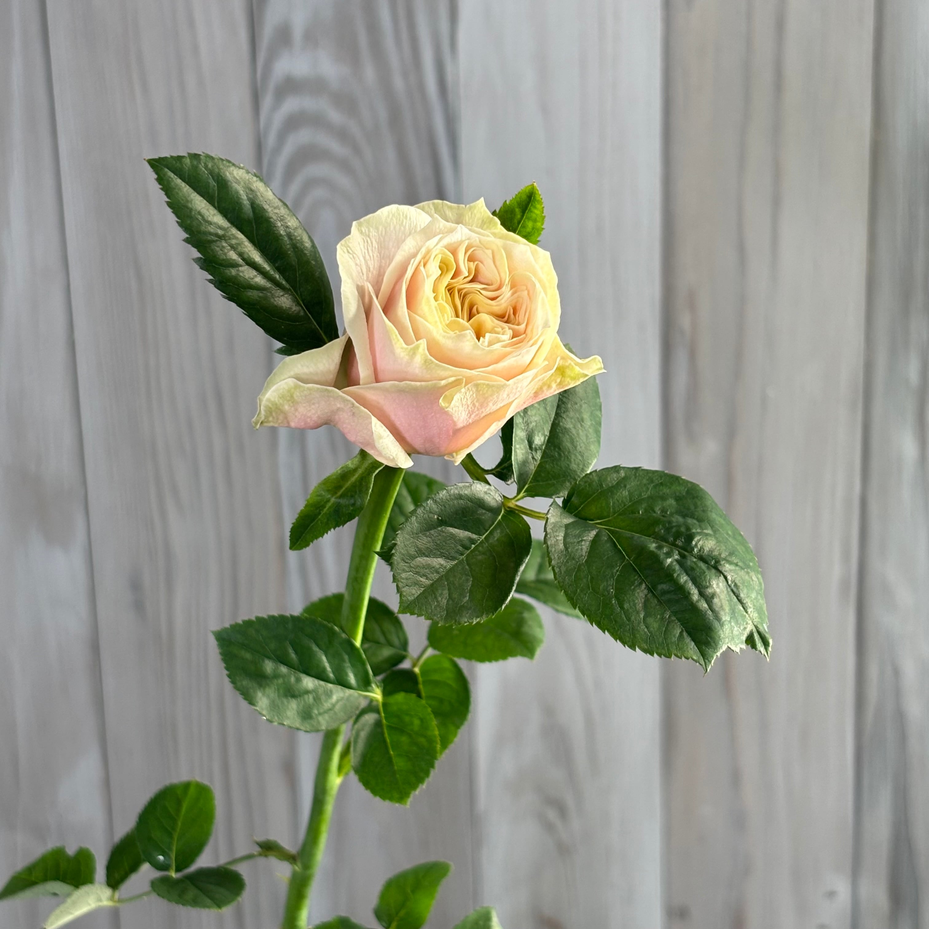 神田ばら園 ☆バラ品種名：ジリアン 10本 | 新鮮お花問屋 Jp-Farmers.com