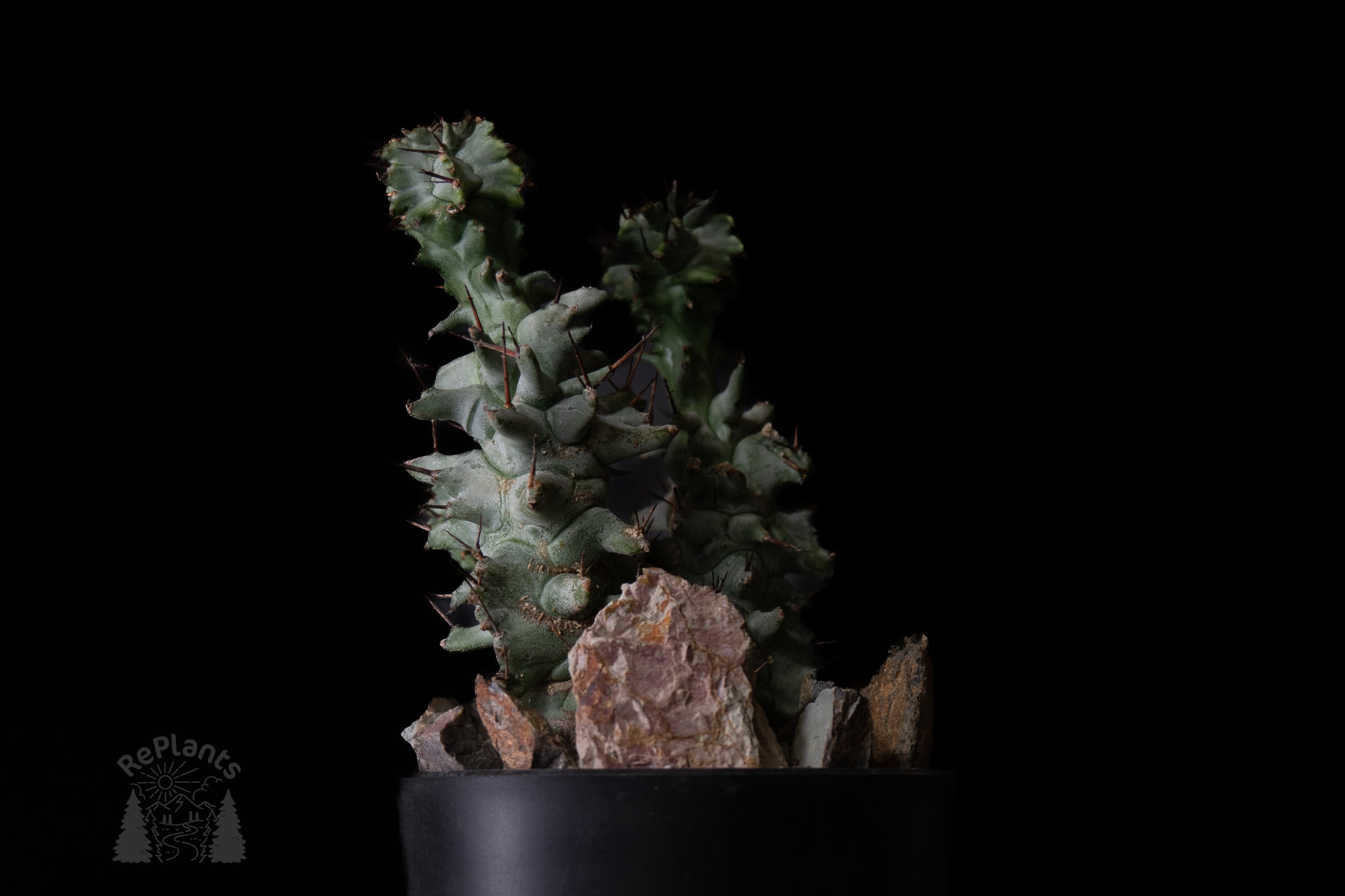 発根済/現地球】オトンナ・ユーフォルビオイデス① | RePlants