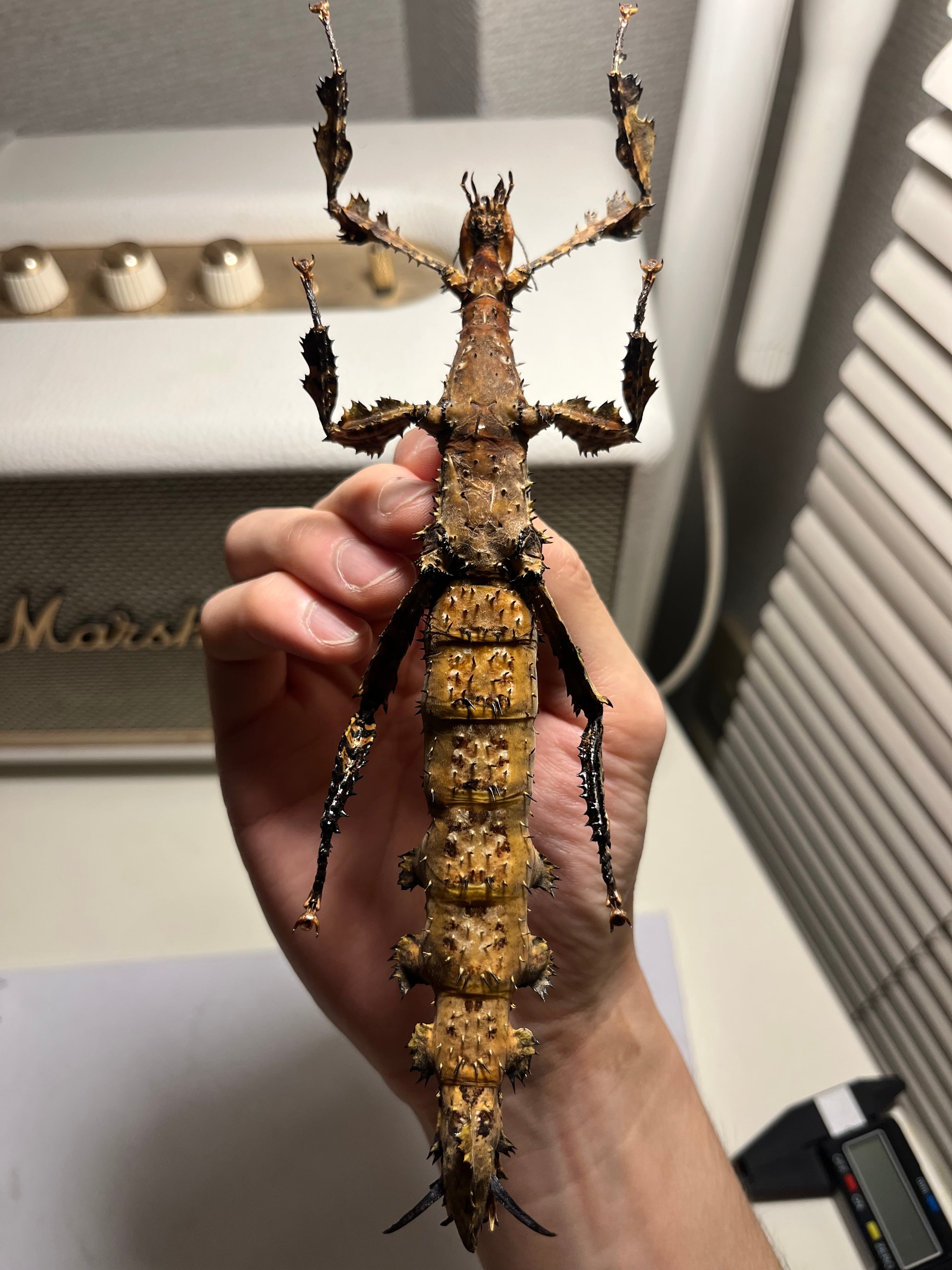極BIG】ユウレイヒレアシナナフシの昆虫標本 Extatosoma popa