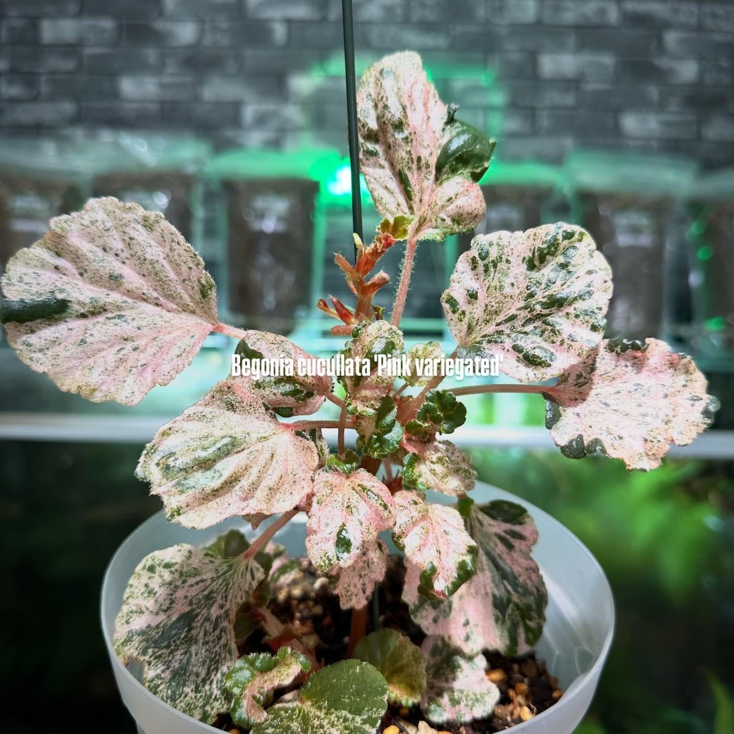ベゴニア 出雲の煌星 斑入り -Begonia Izumo no Kiraboshi variegated