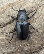 【WD】《メタリフェルホソアカ亜種フィナエ 87mm ペア》