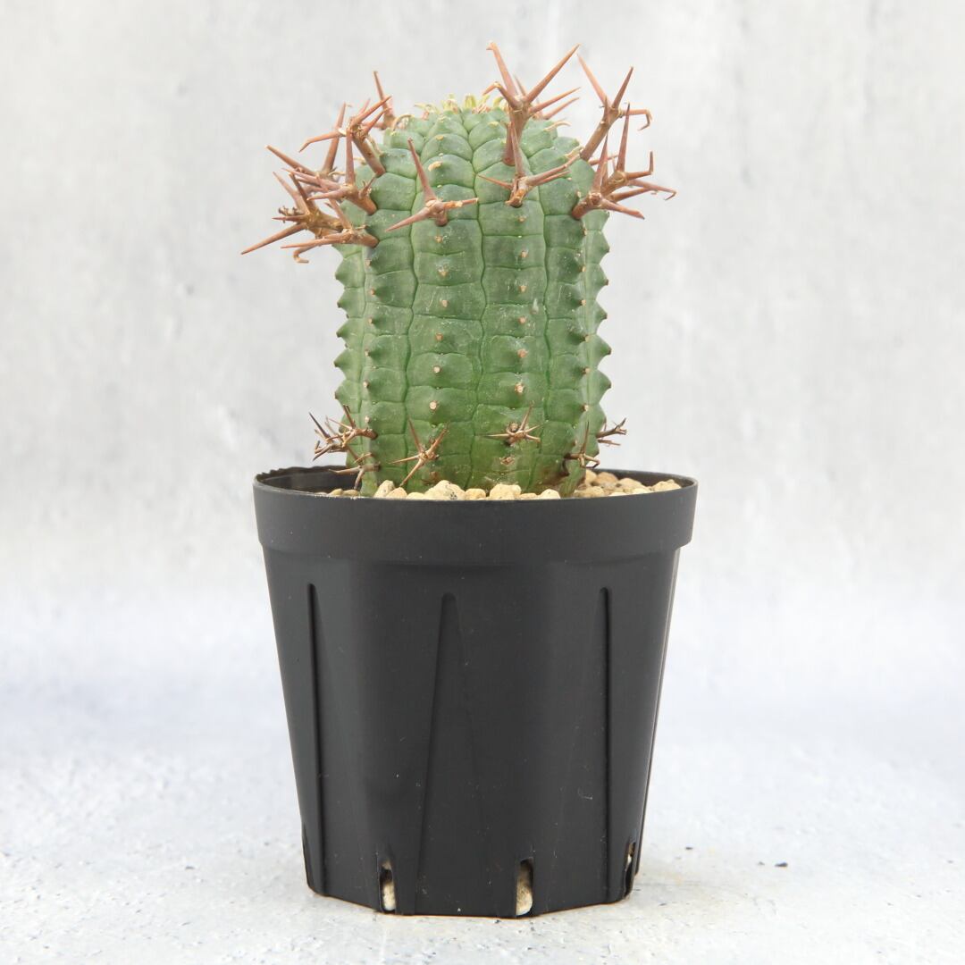 オベサ ユーフォルビア 太株 群星冠 ステリスピナ | LIGHTHOUSE.PLANTS