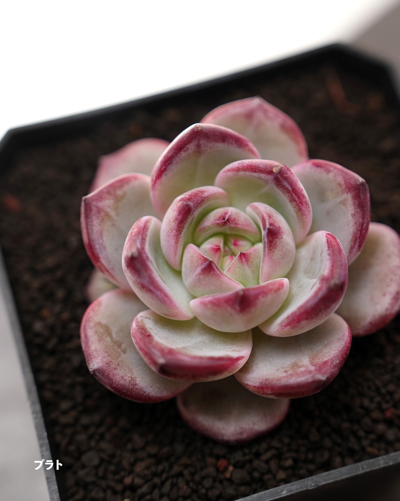 【セットD 新顔 7種】ダイヤモンドジェニー/アイビー錦/スノーフレークジェニー 他