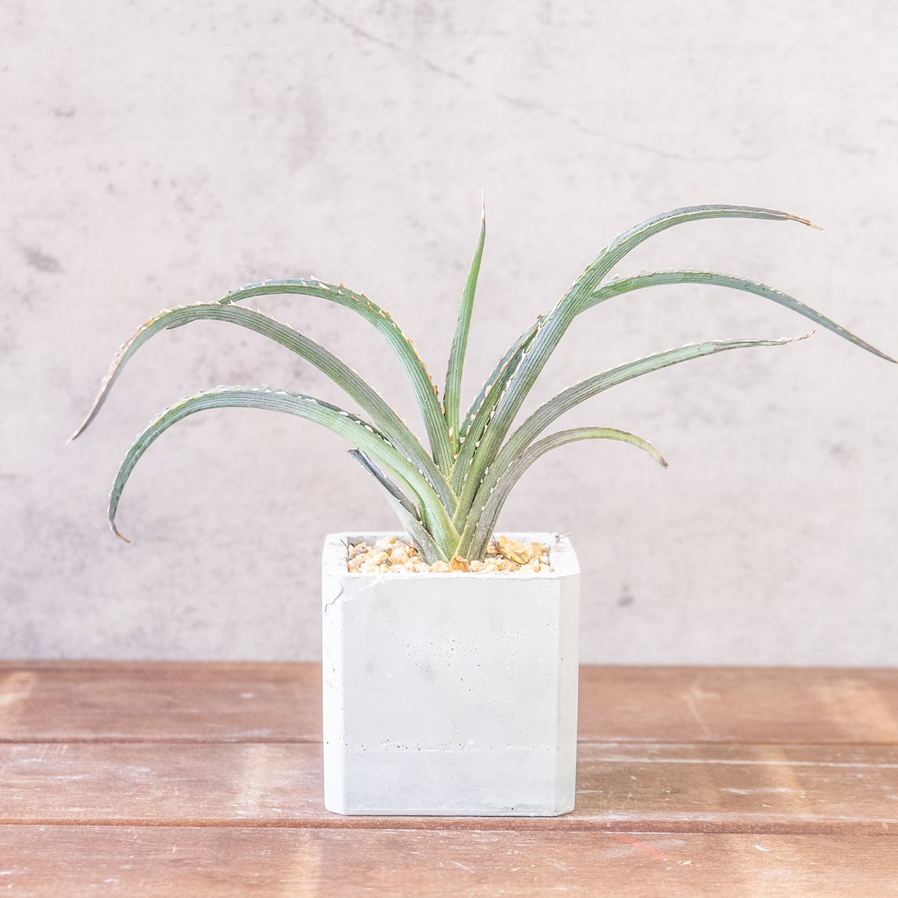 緩やかにカーブを描き放射状に伸びる葉が美しいキシロアカンサ。一株ごとの厳選仕入れだからこそ出会える、均整の取れた極上のシルエット。｜虫発生抑制｜送料全国一律850円