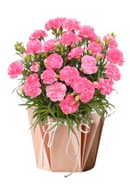 P-1 Potted Carnation【カーネーション鉢】