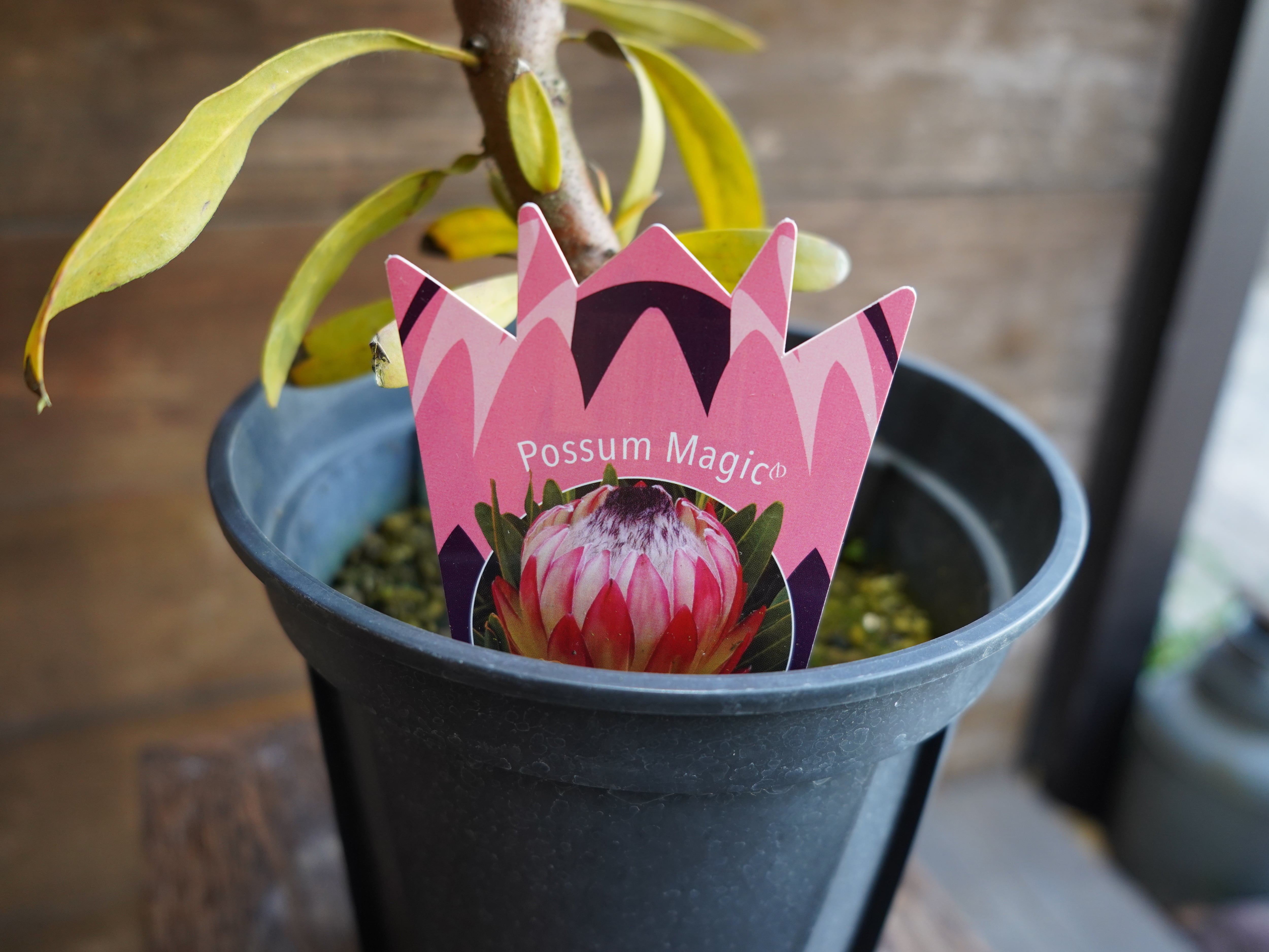 【現物】プロテア　”ポッサムマジック”