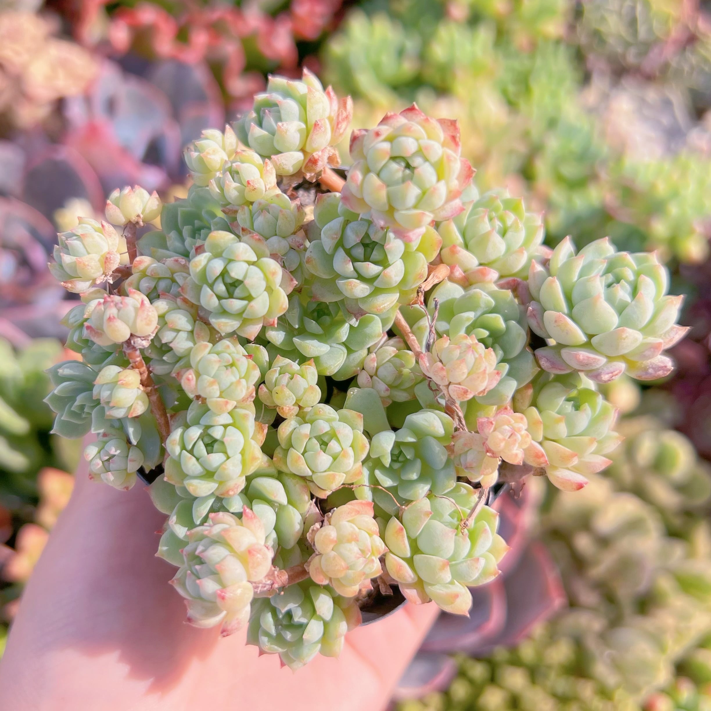 現品　グロブローサxブルーミニマ#M234　るる農園