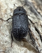 【WD】《ウンナンイッカククワガタ 12mm A’品ペア》