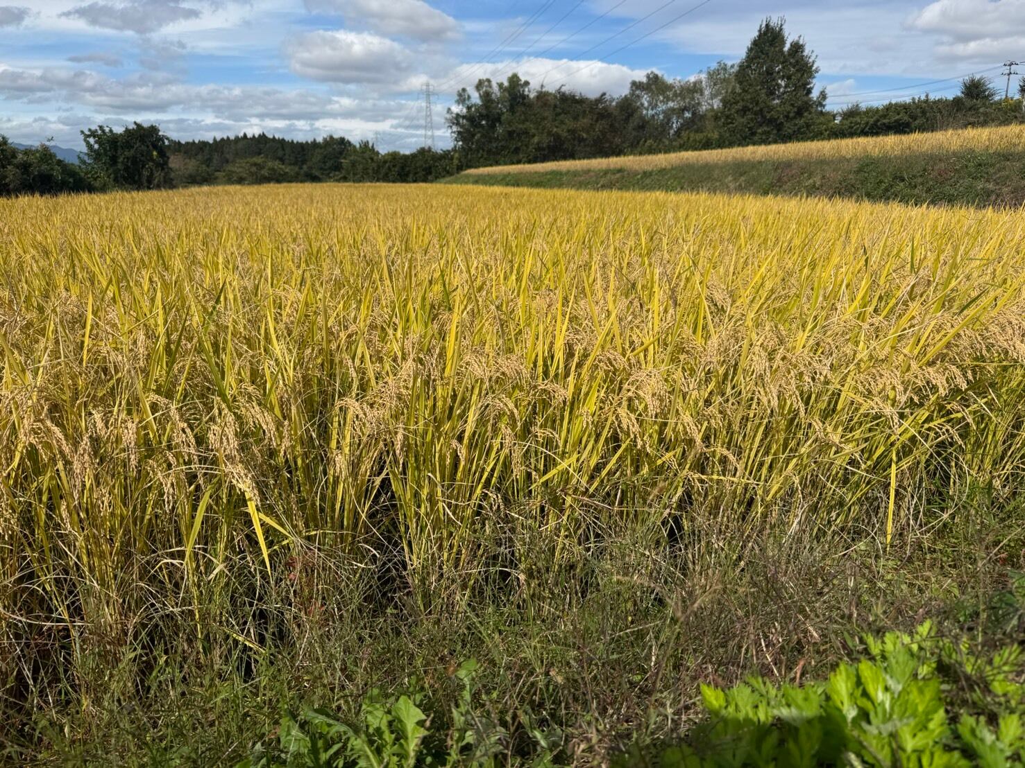 令和7年産 新米】福島県須賀川産コシヒカリ 玄米 10kg | 阿部農縁